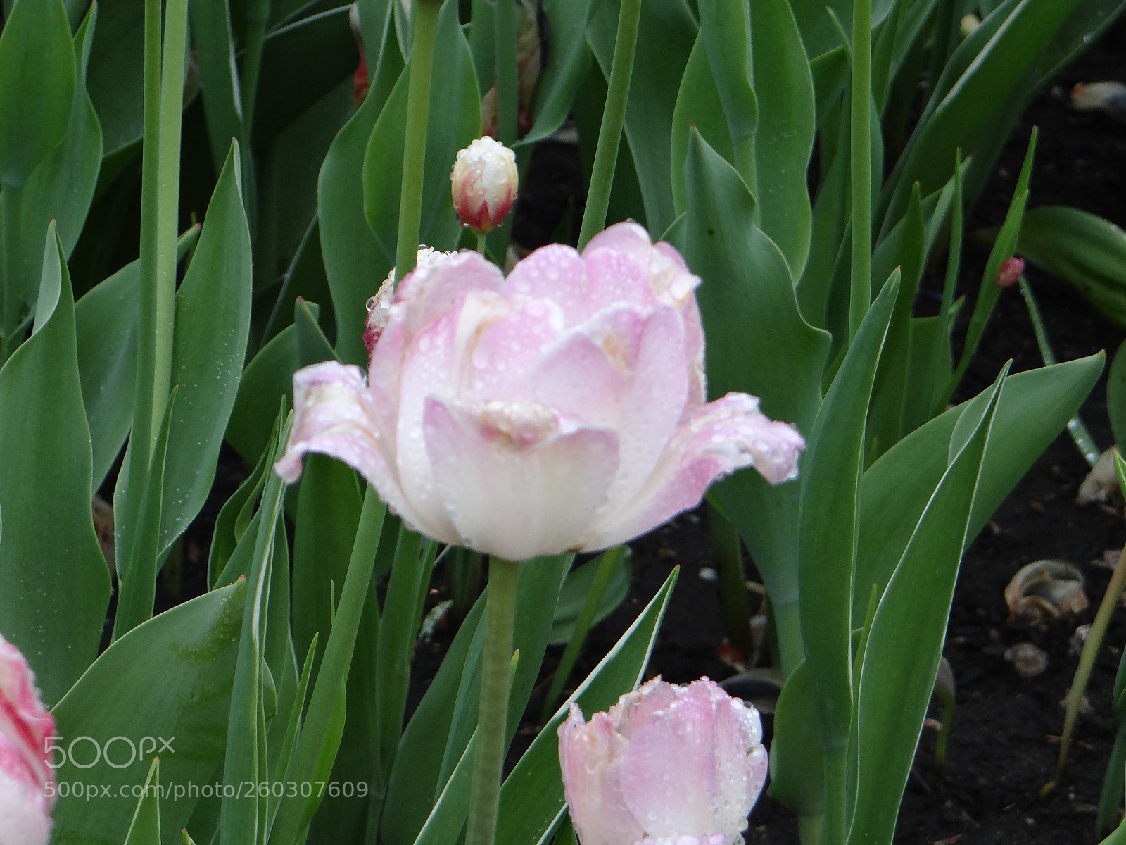 Sony DSC-HX200V sample photo. 2017-05-22 09.35.25.jpg photography