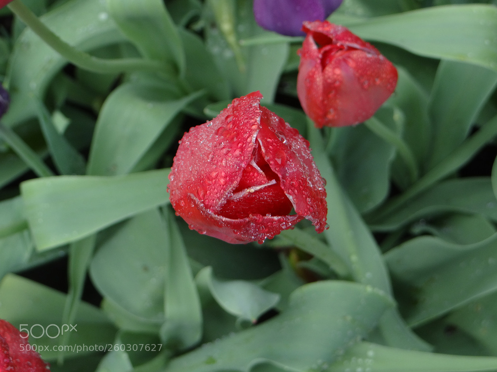 Sony DSC-HX200V sample photo. 2017-05-22 09.52.35.jpg photography