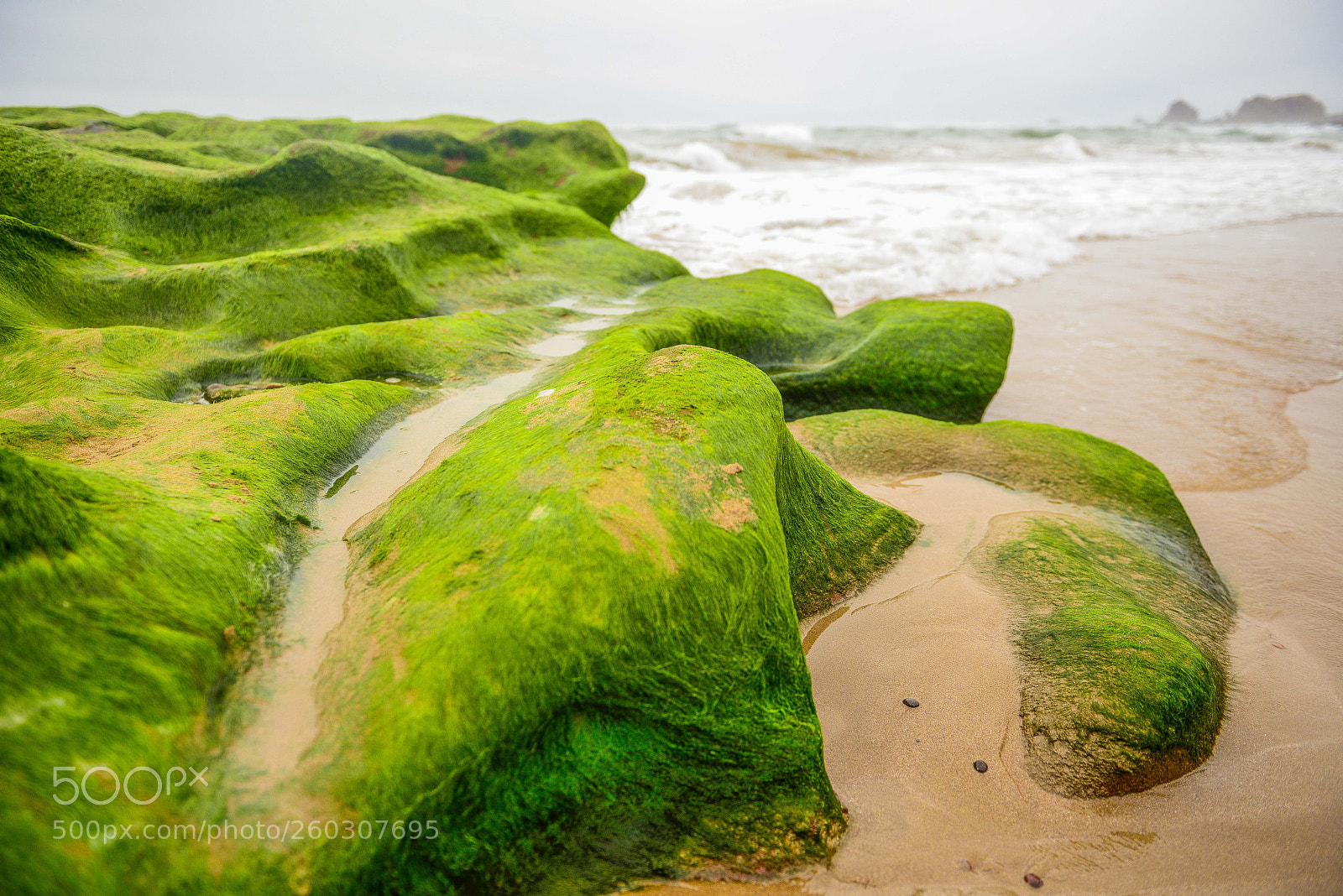 Nikon D800 sample photo. Green and sea photography
