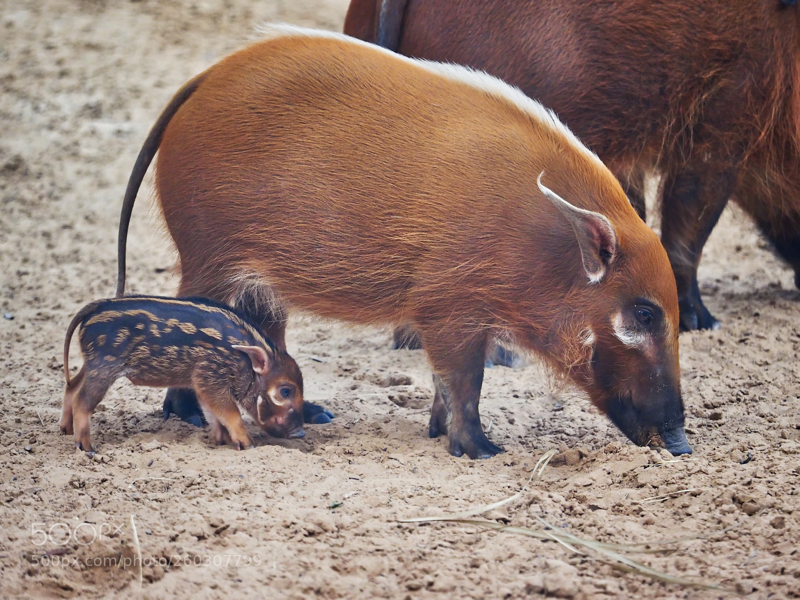 Olympus OM-D E-M1 sample photo. Baby hoglet photography