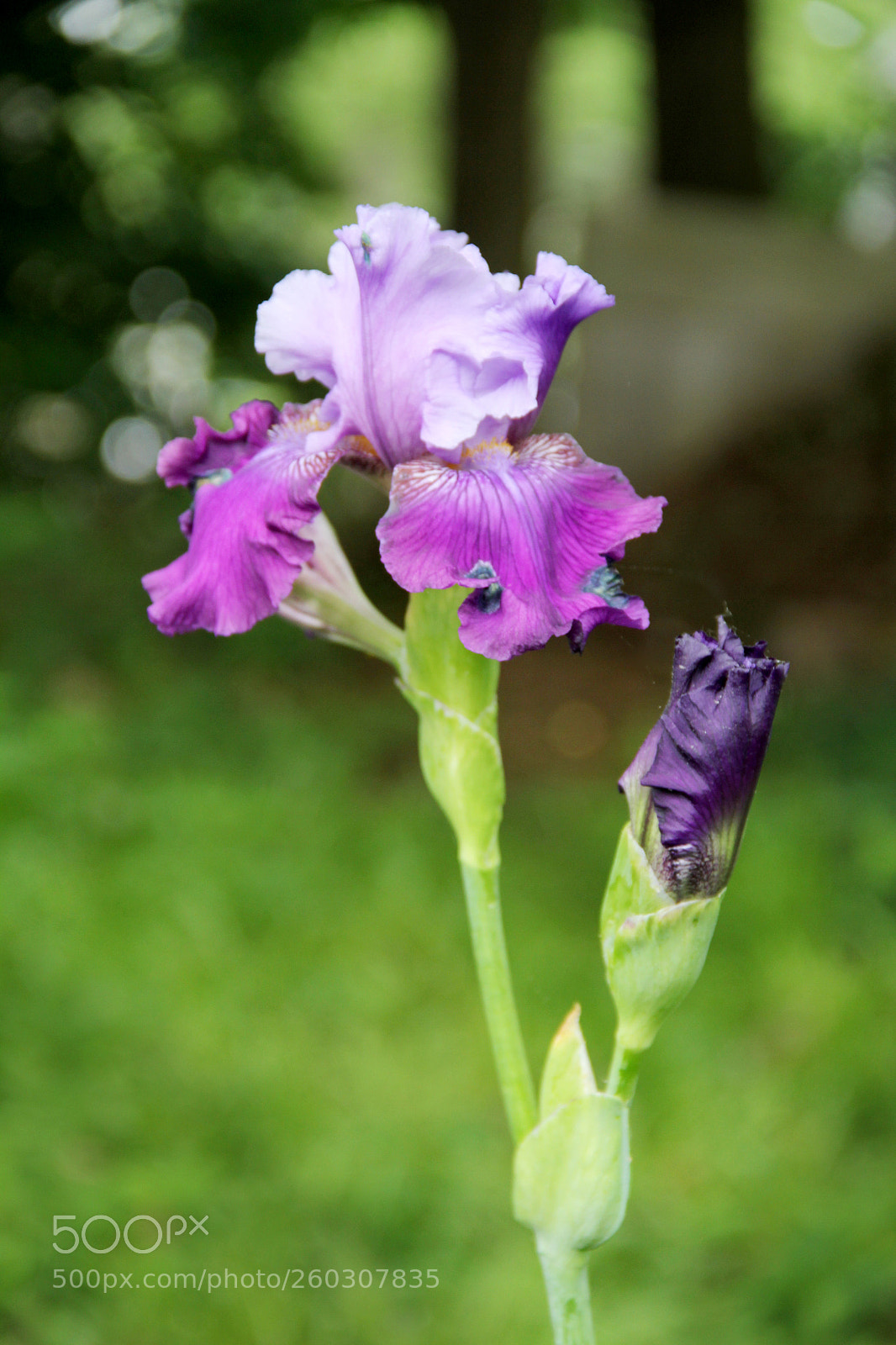 Canon EF-S 18-135mm F3.5-5.6 IS sample photo. Iris in the morning photography