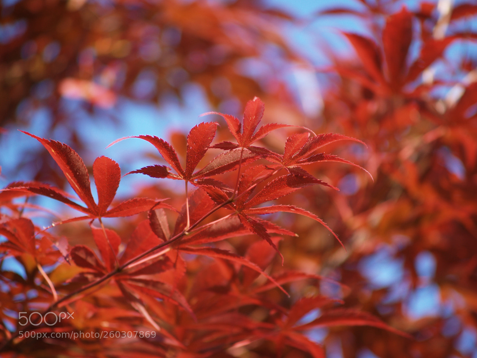 Olympus E-300 (EVOLT E-300) sample photo. Spring of red photography