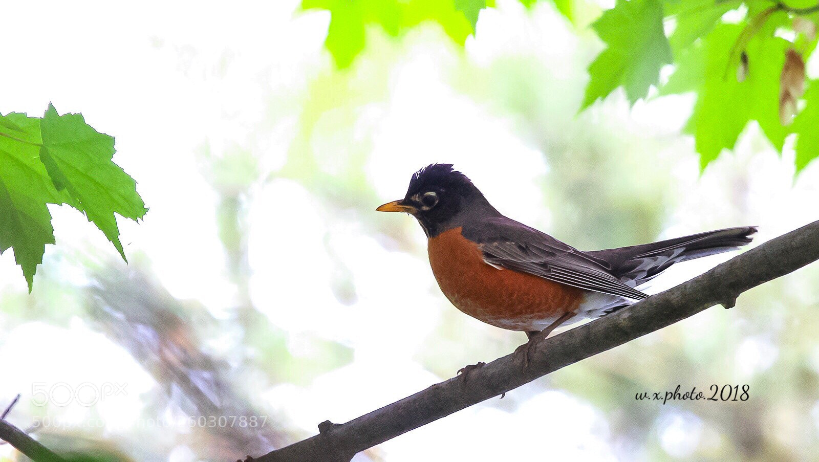 Canon EOS 7D Mark II sample photo. Robin mother photography