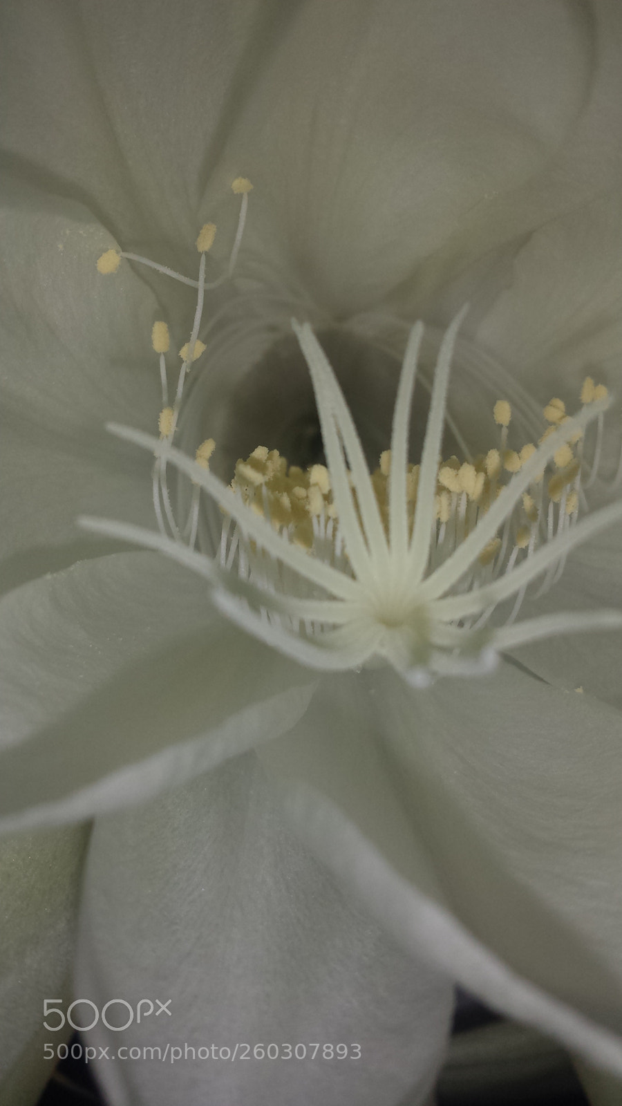 Samsung Galaxy S4 sample photo. Ms. and mr. willson photography