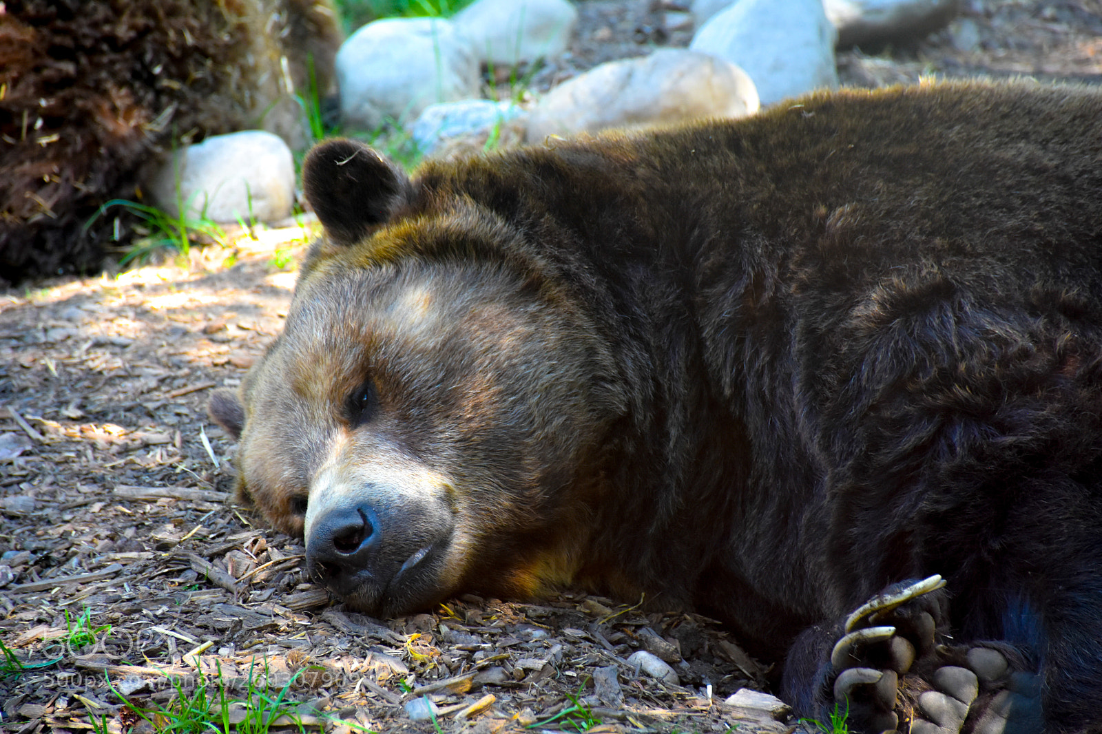 Nikon D7200 sample photo. Bear-ly legal photography