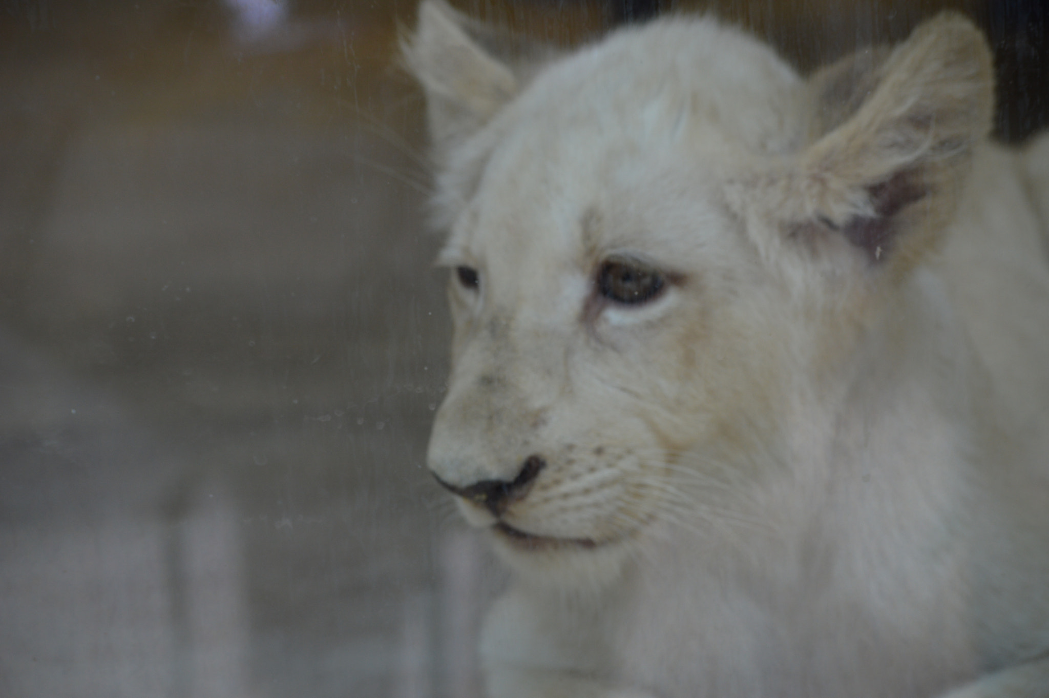 Nikon D3200 sample photo. Ojos tristes photography
