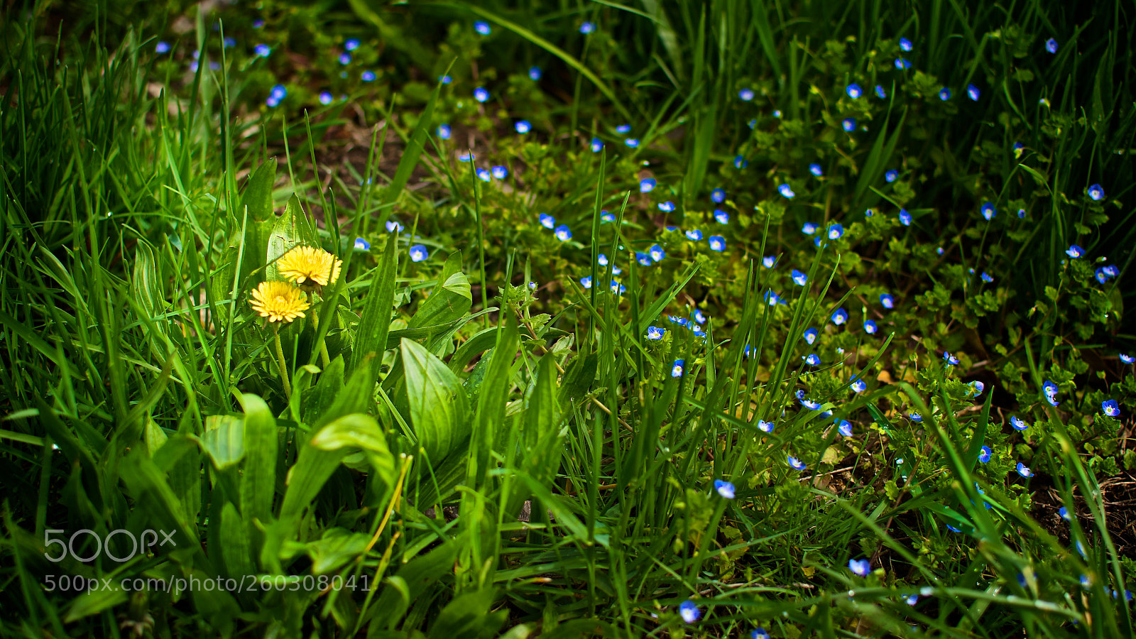 Nikon D5300 sample photo. Dandelion photography