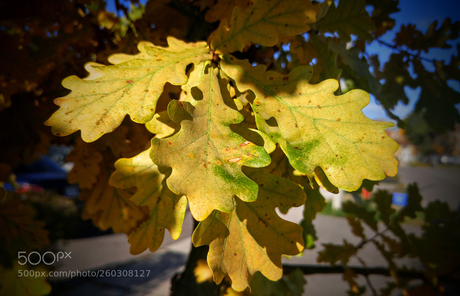 LG G4 sample photo. 20161104_110640.jpg photography