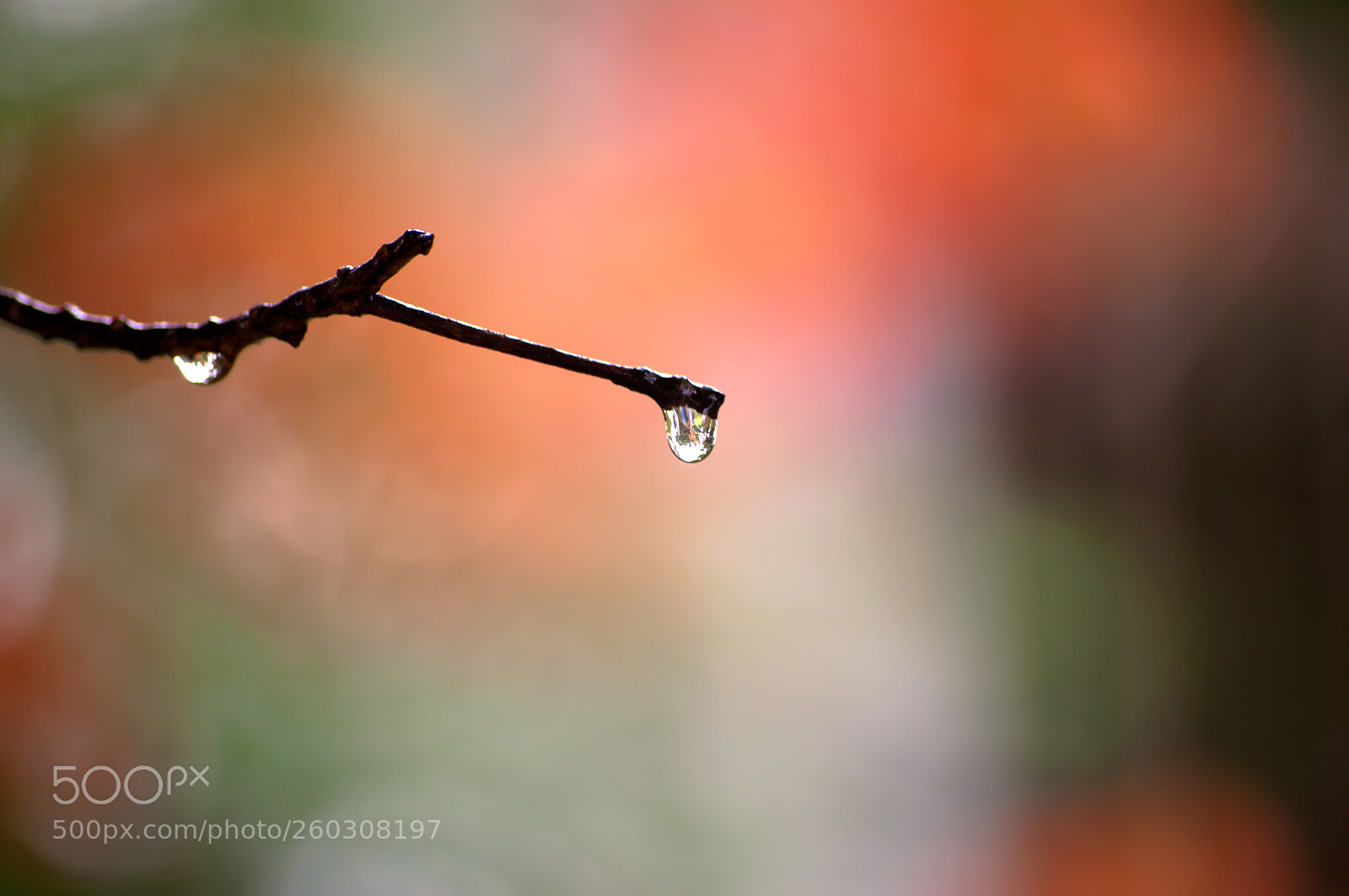 Nikon D5000 sample photo. Beautiful dew on the photography