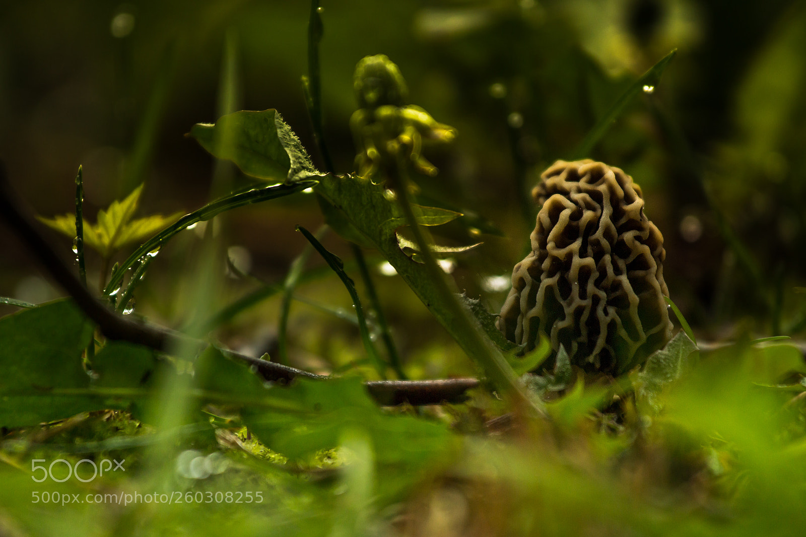 Canon EOS 70D sample photo. True morels photography