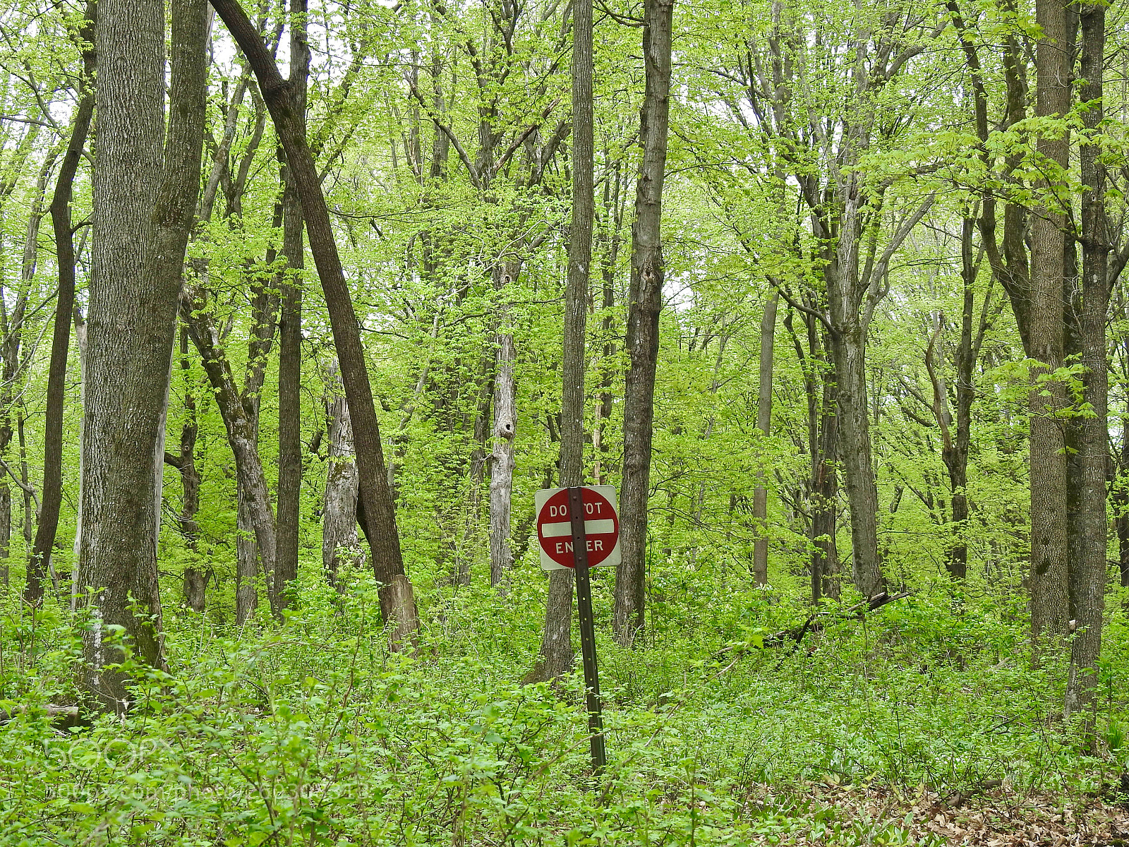 Nikon Coolpix P900 sample photo. The forbidden woods photography