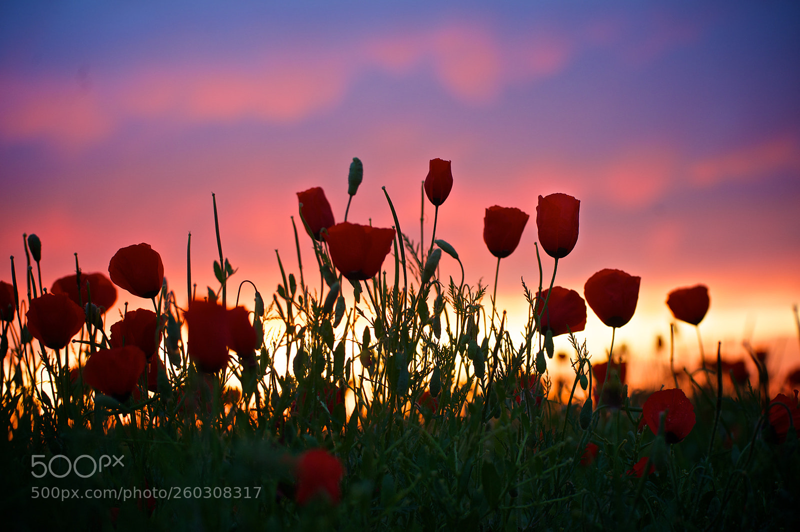 Nikon D700 sample photo. Poppies photography