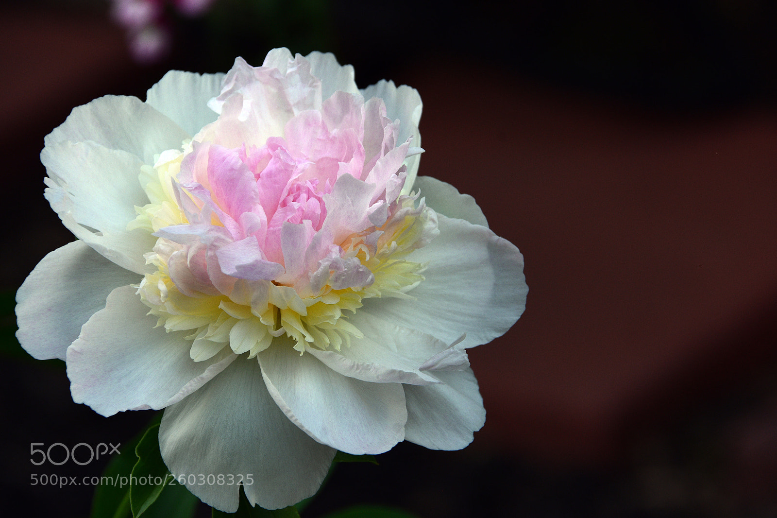 Nikon D7200 sample photo. Ice cream sundae peony photography