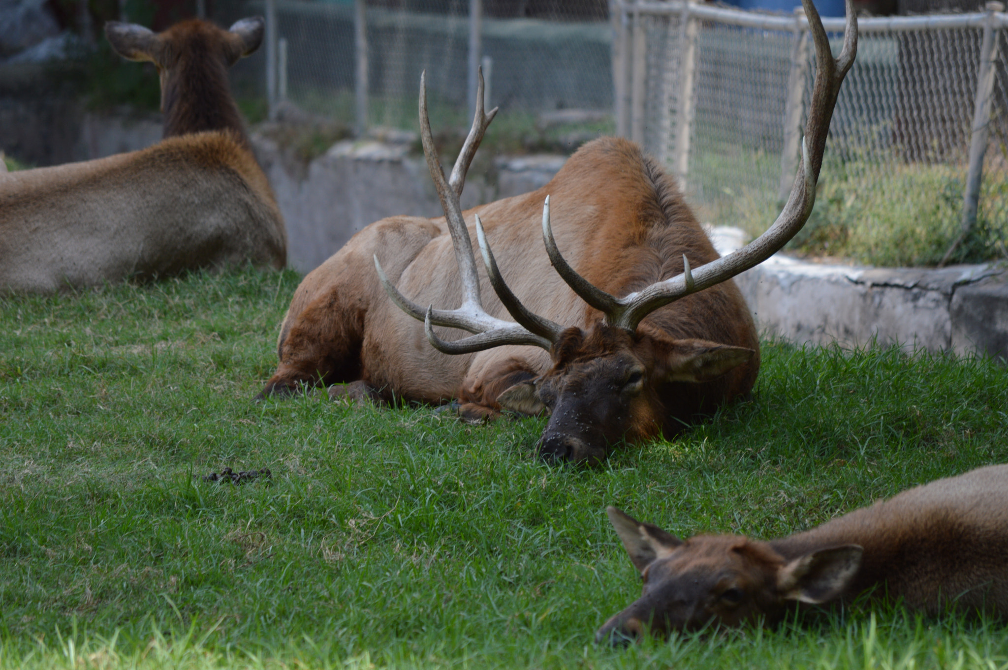 Nikon D3200 sample photo. Relajado photography