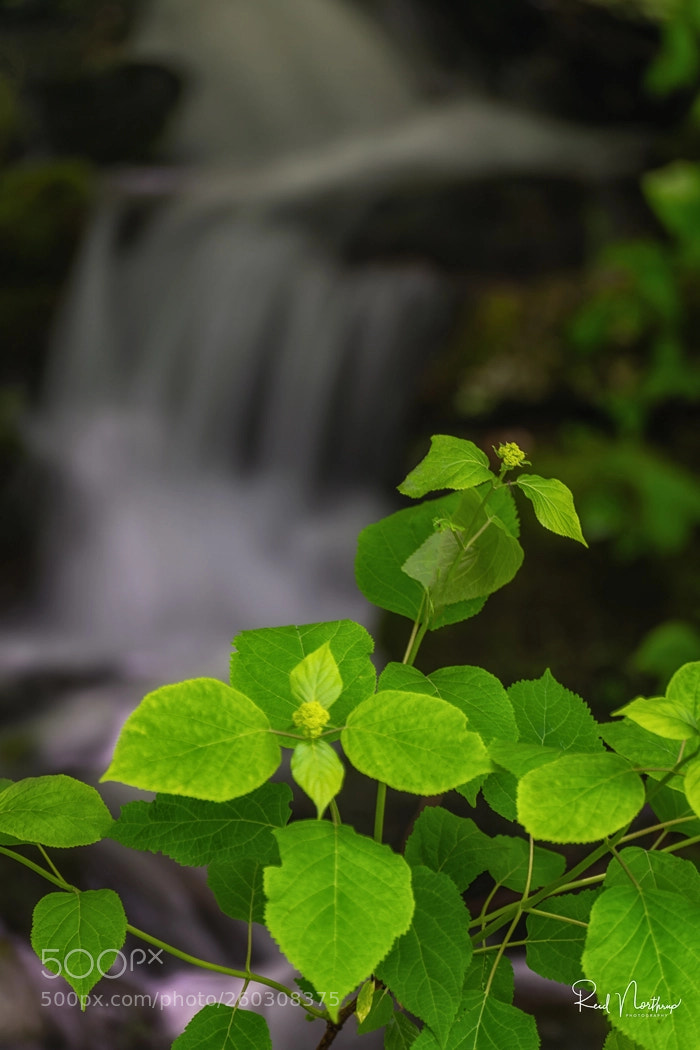 Nikon D850 sample photo. Rain runoff photography