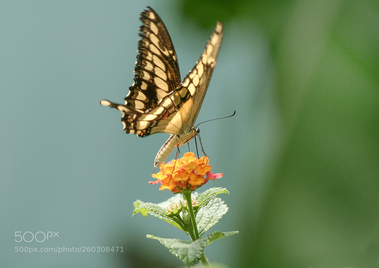 Canon EOS 350D (EOS Digital Rebel XT / EOS Kiss Digital N) sample photo. Butterfly and flower photography