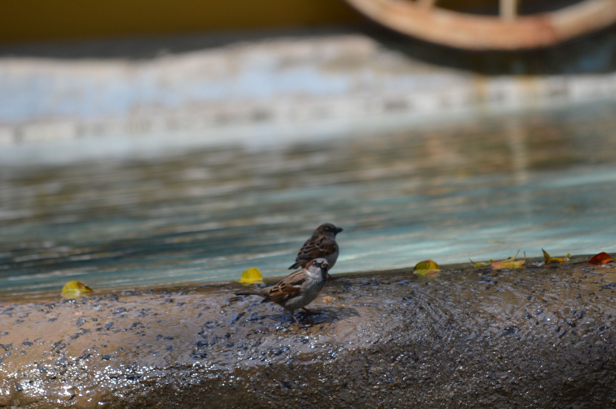 Nikon D3200 sample photo. Los pequeñines photography
