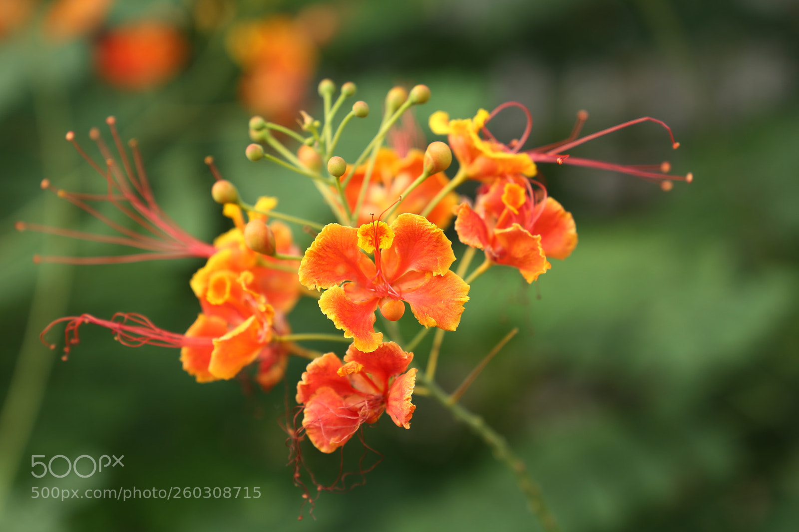Canon EF 24-105mm F3.5-5.6 IS STM sample photo. Orange yellow green photography