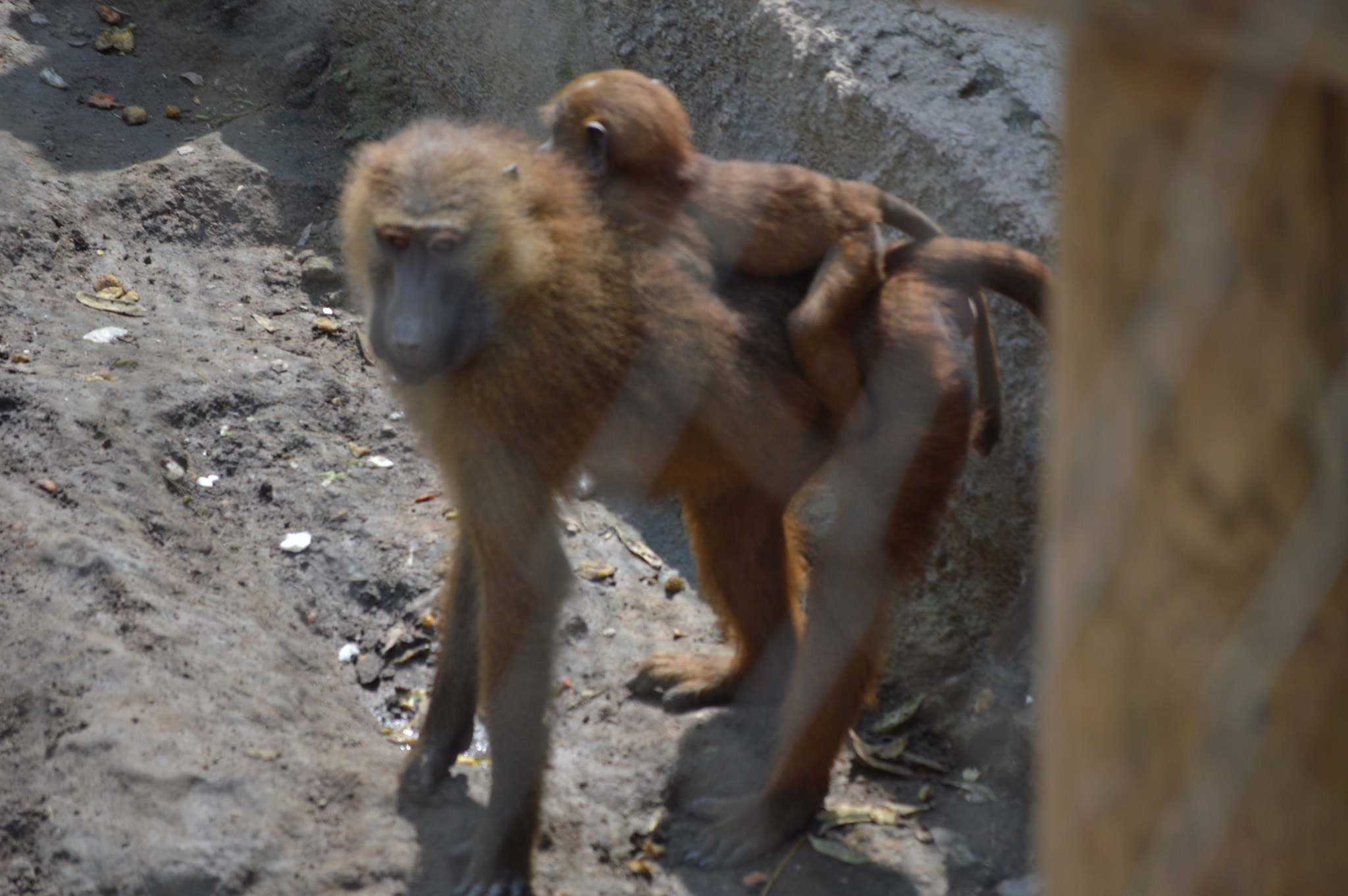 Nikon D3200 sample photo. Madre photography