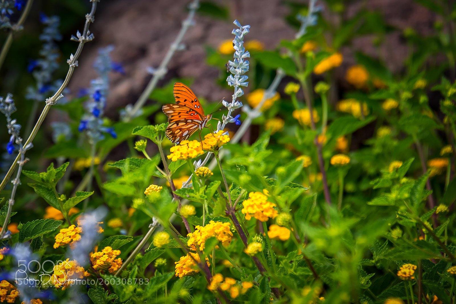 Nikon D750 sample photo. Gulf fritillary photography