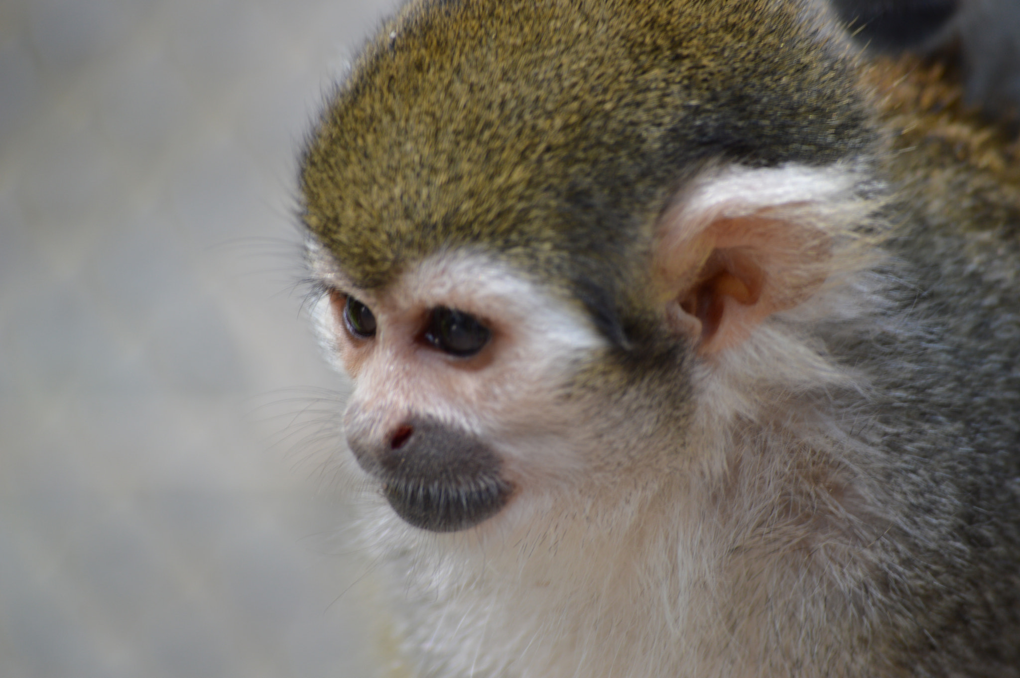 Nikon D3200 sample photo. Monito photography