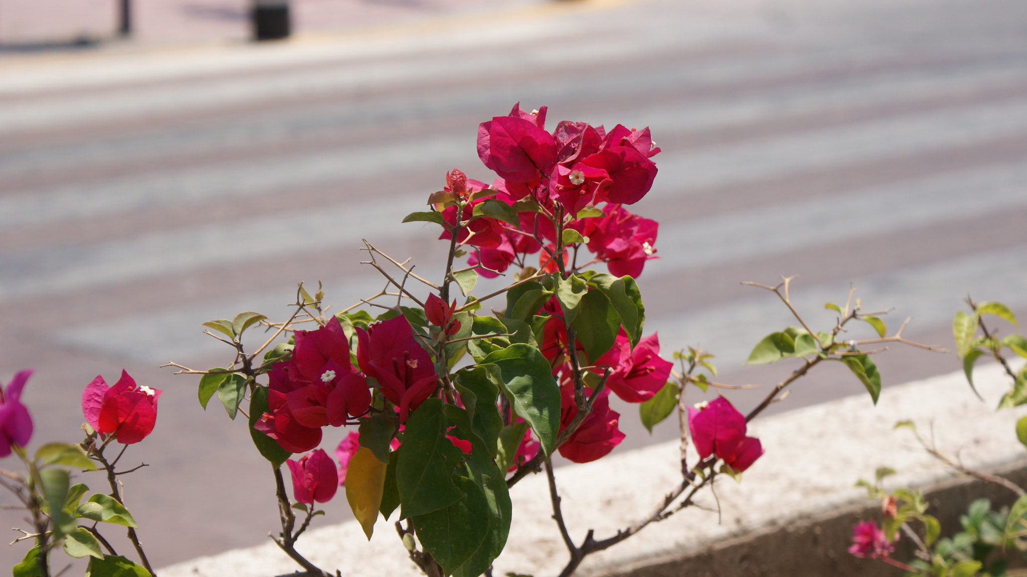 Sony Alpha DSLR-A200 sample photo. Flora en tonalá photography