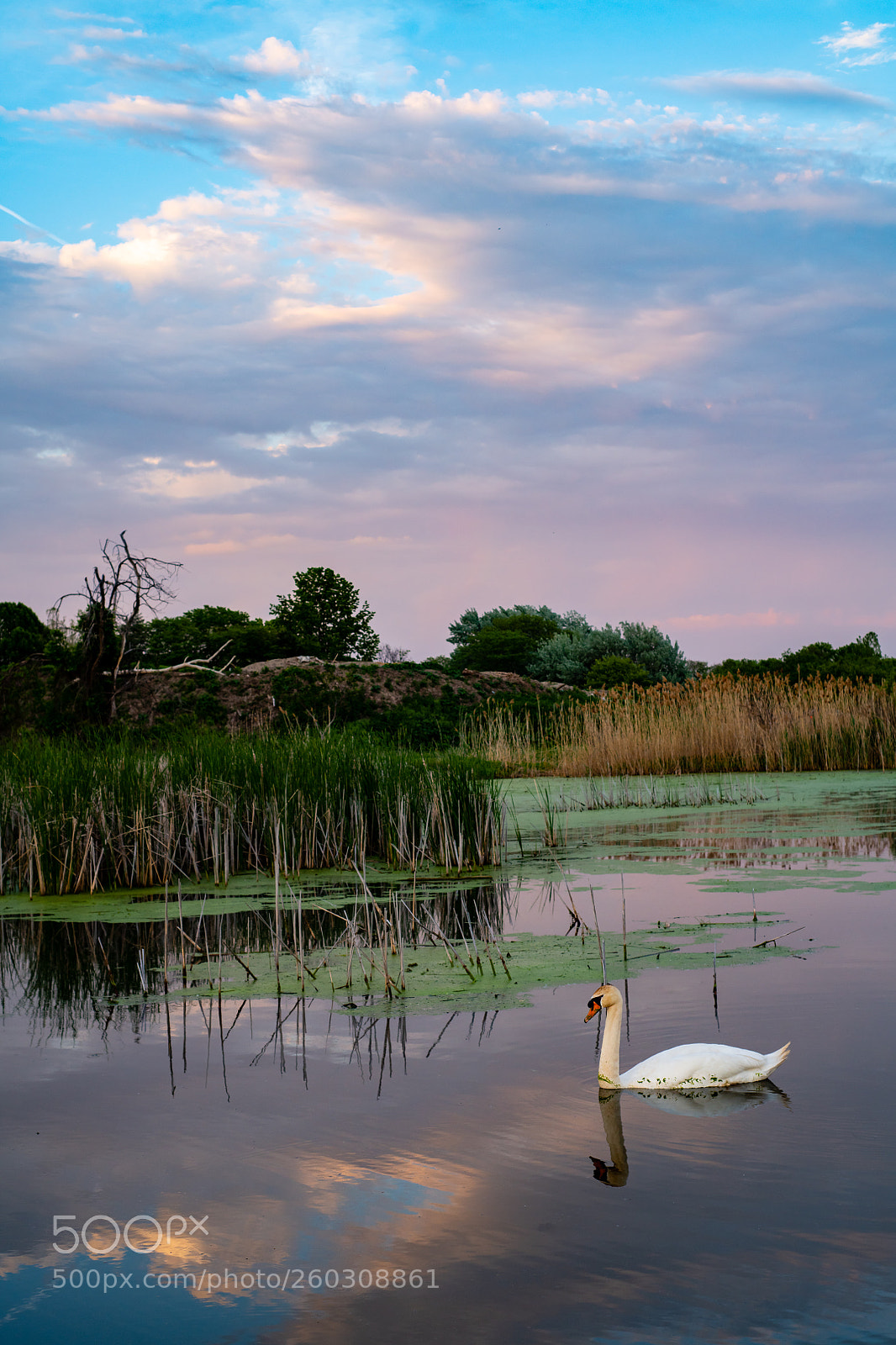 Nikon D850 sample photo. Untitled photography