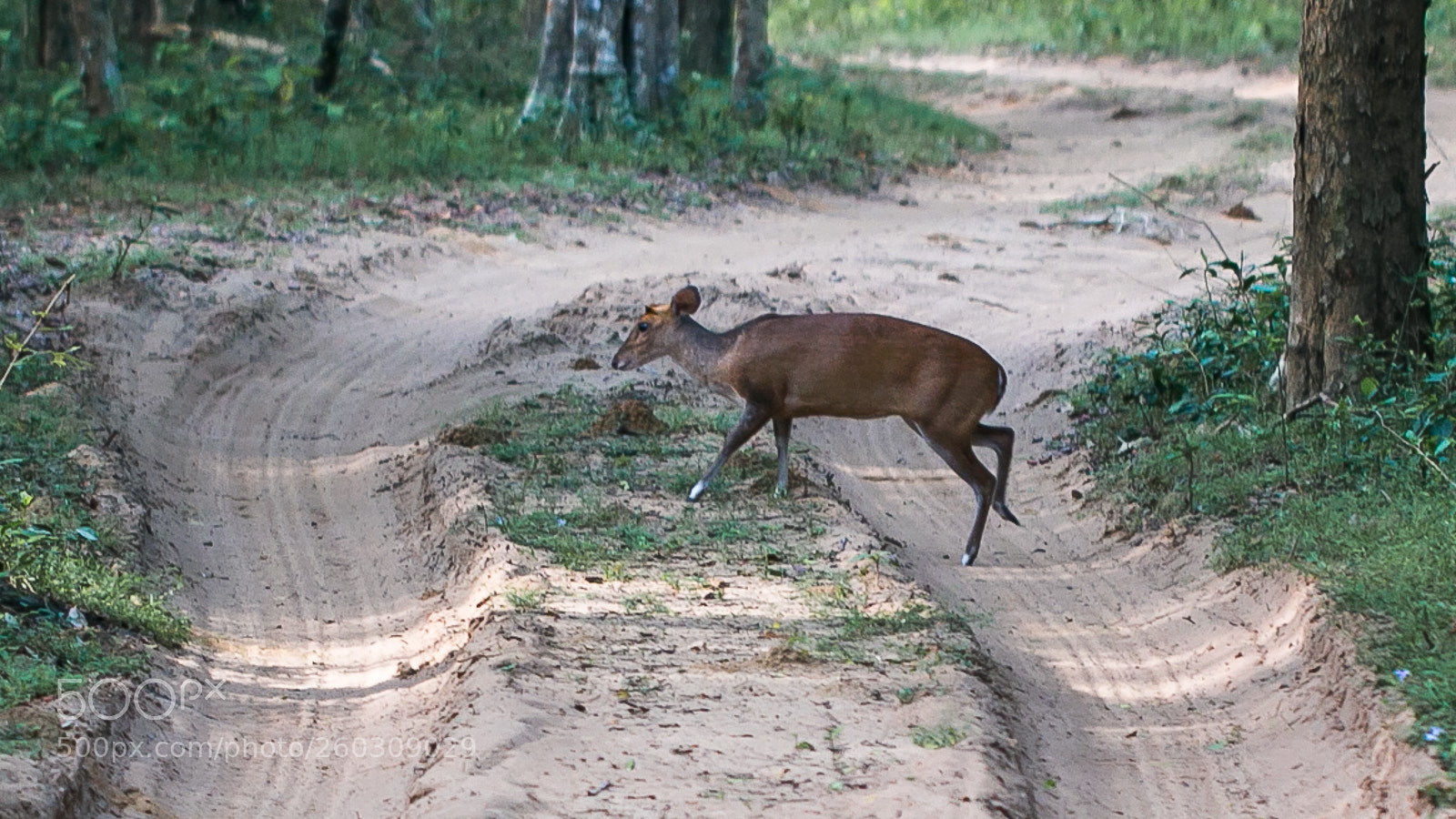 Canon EOS 70D sample photo. Barking deer cervus muntjac photography