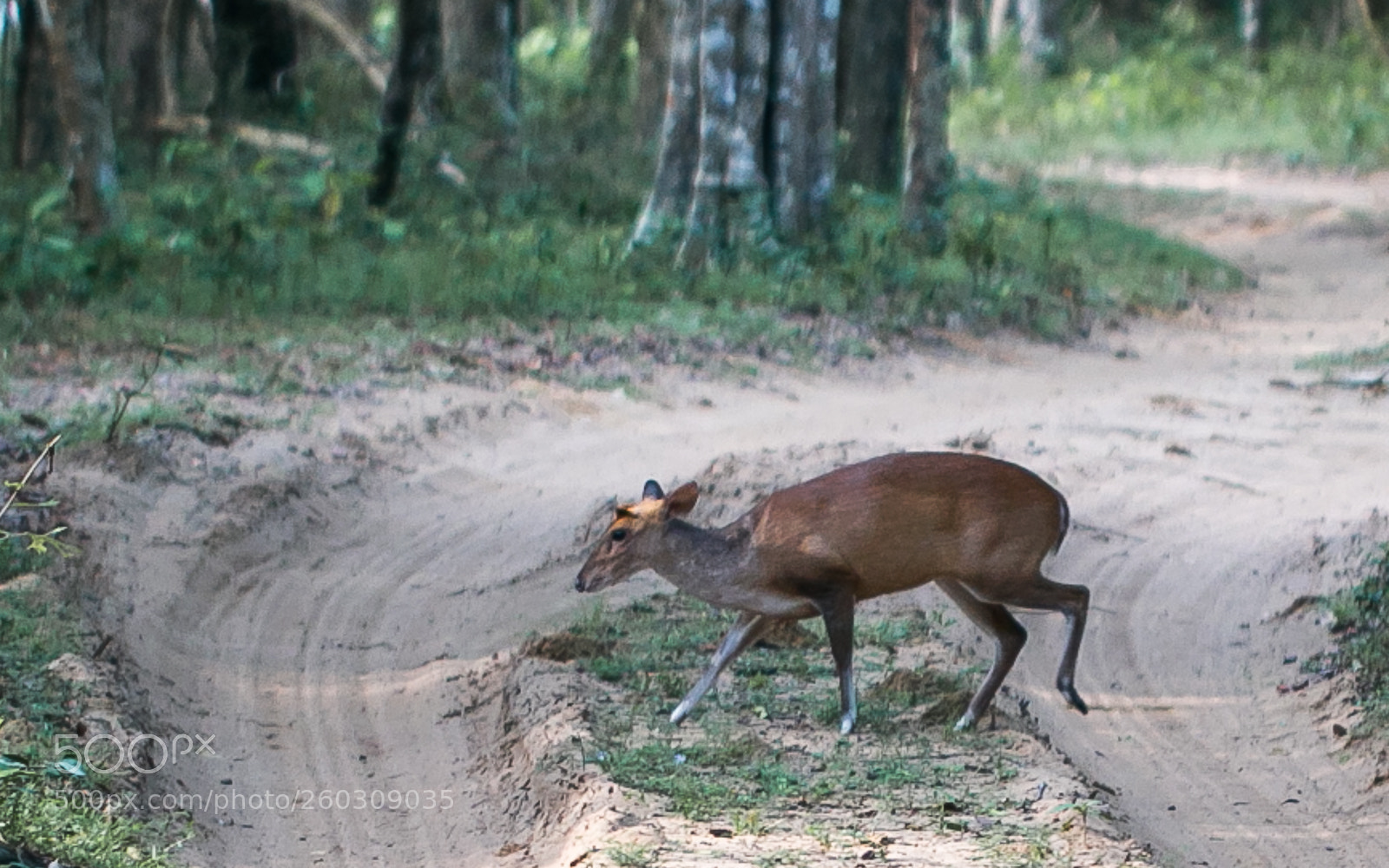 Canon EOS 70D sample photo. Barking deer cervus muntjac photography