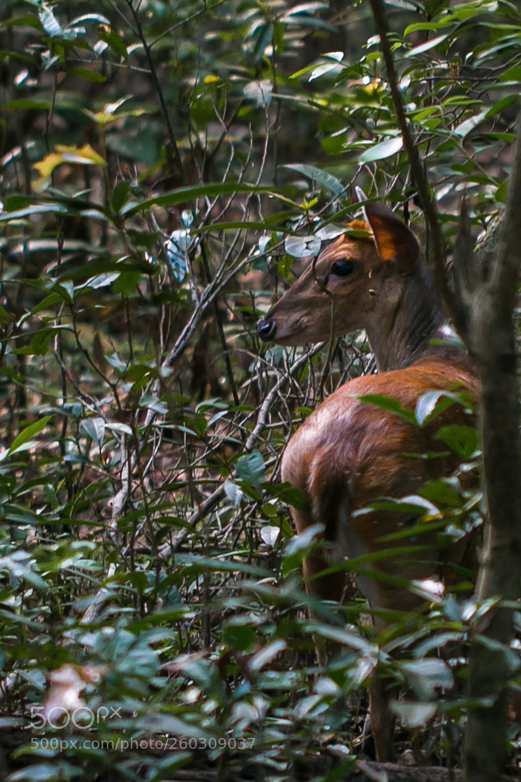 Canon EOS 70D sample photo. Muntjac photography