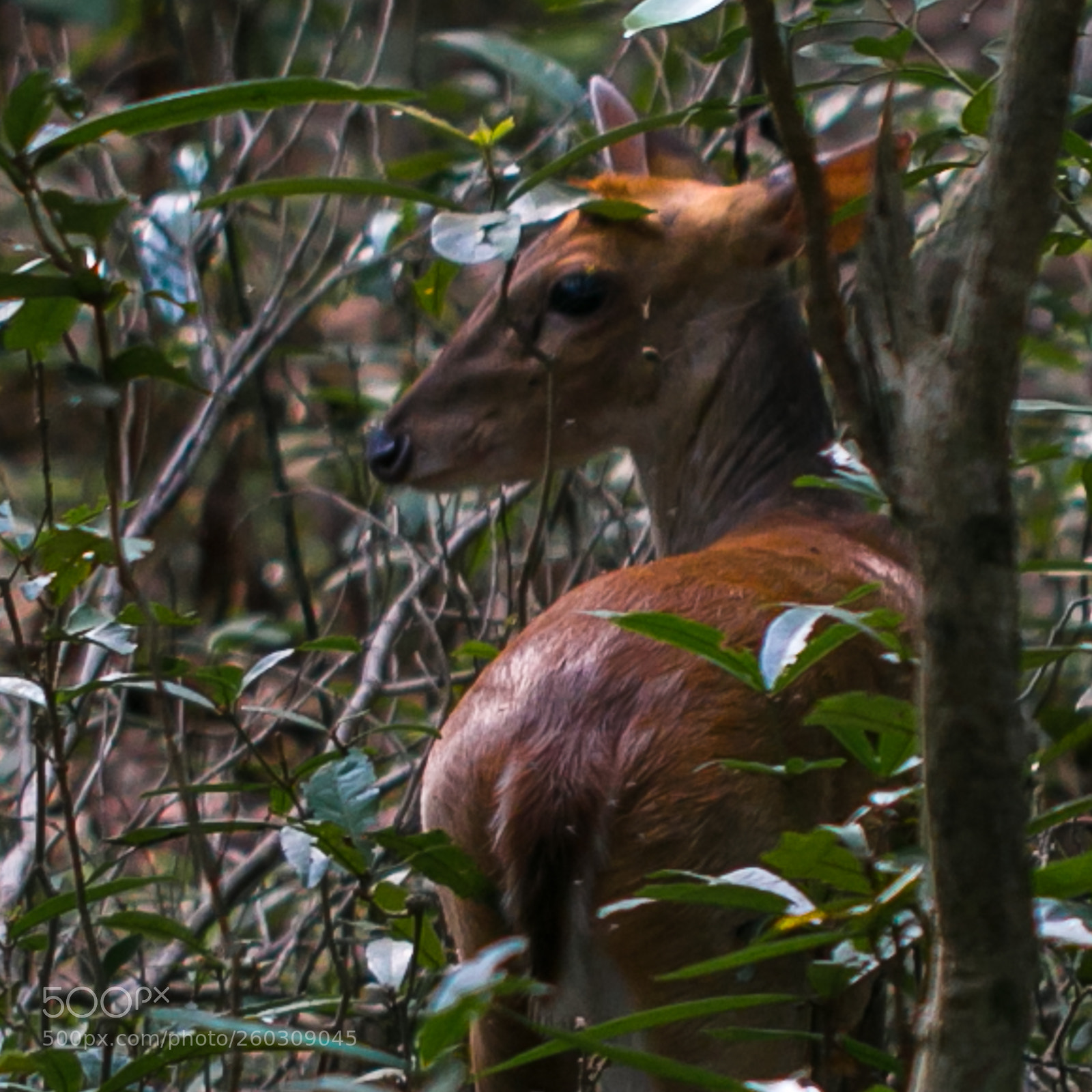 Canon EOS 70D sample photo. Barking deer cervus muntjac photography