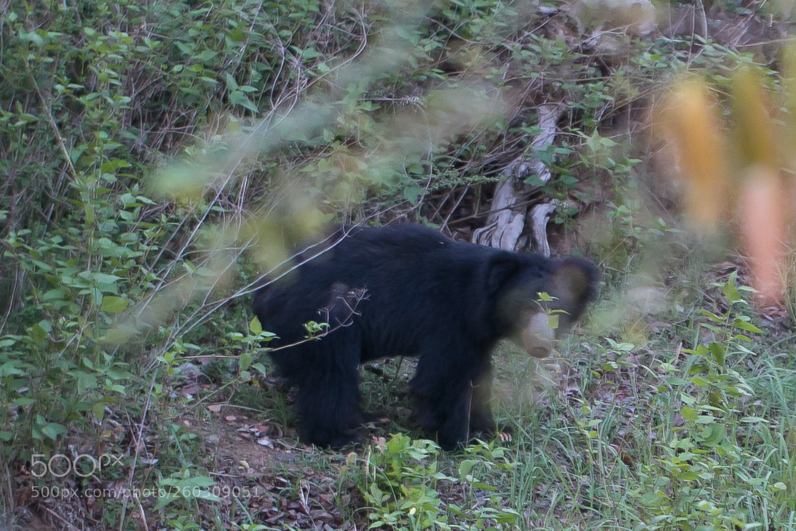 Canon EOS 70D sample photo. Sri lankan sloth bear photography
