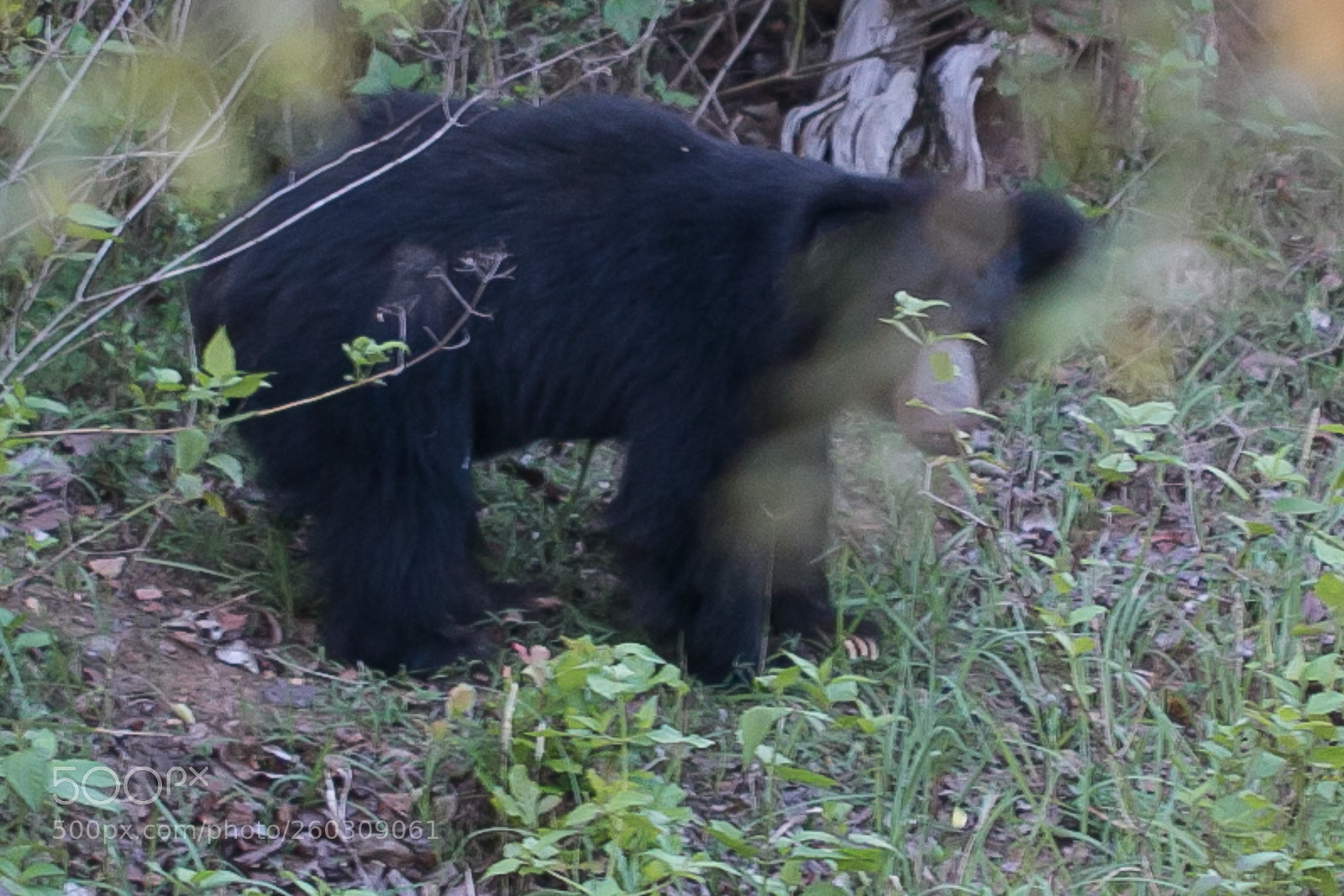 Canon EOS 70D sample photo. Sri lankan sloth bear photography