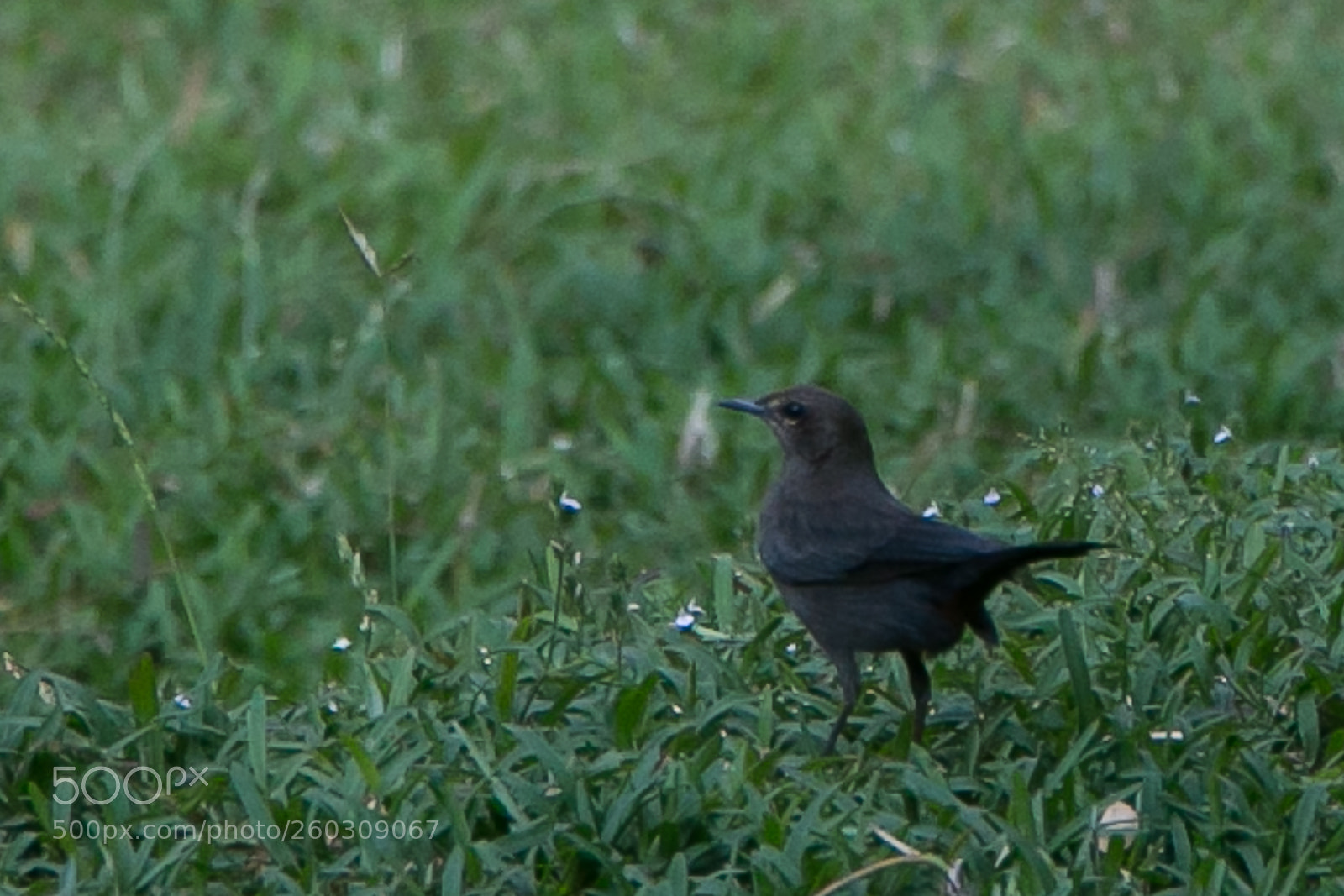 Canon EOS 70D sample photo. Black robin-2 photography