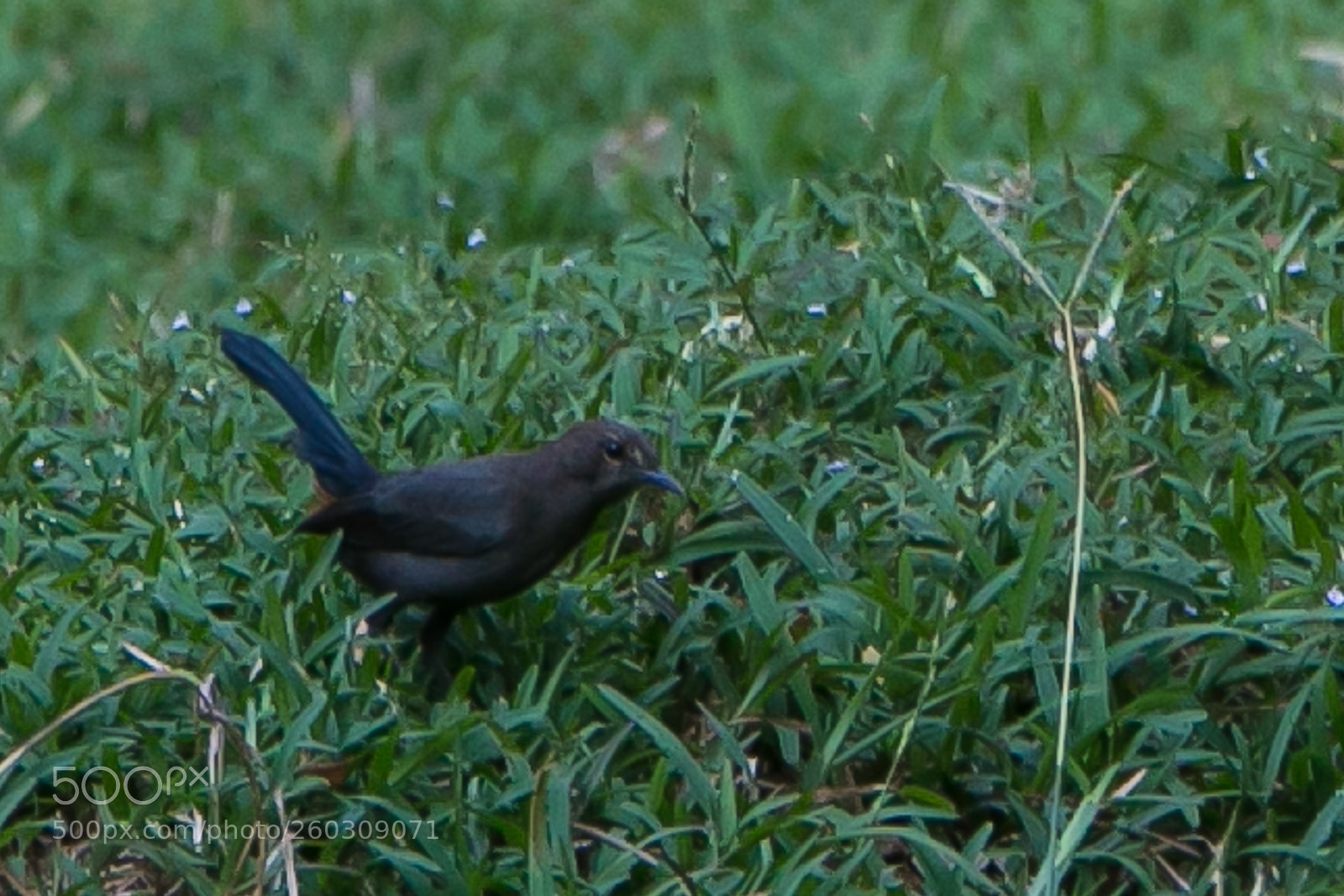 Canon EOS 70D sample photo. Black robin-3 photography