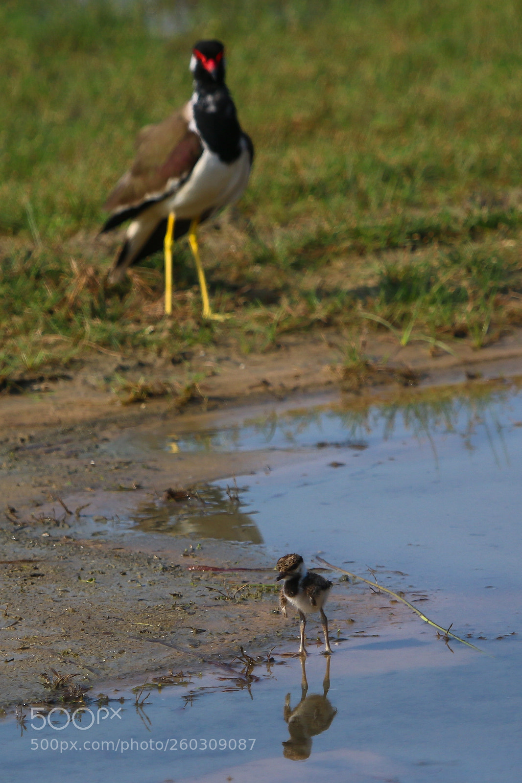 Canon EOS 70D sample photo. Under mothers protection photography