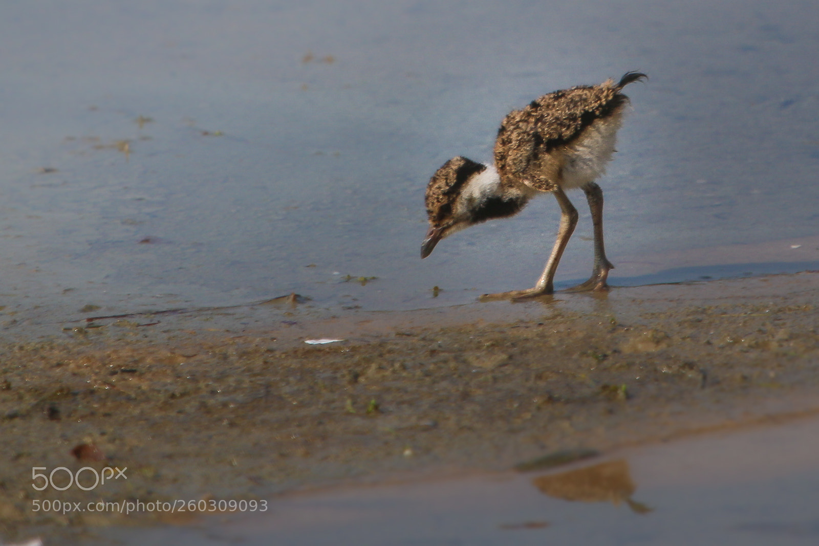 Canon EOS 70D sample photo. Kirala red-wattled lapwing photography