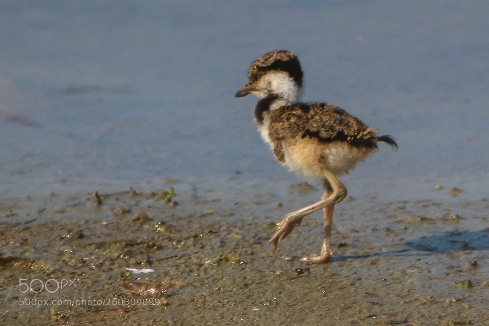 Canon EOS 70D sample photo. Juvenile red-wattled lapwing photography