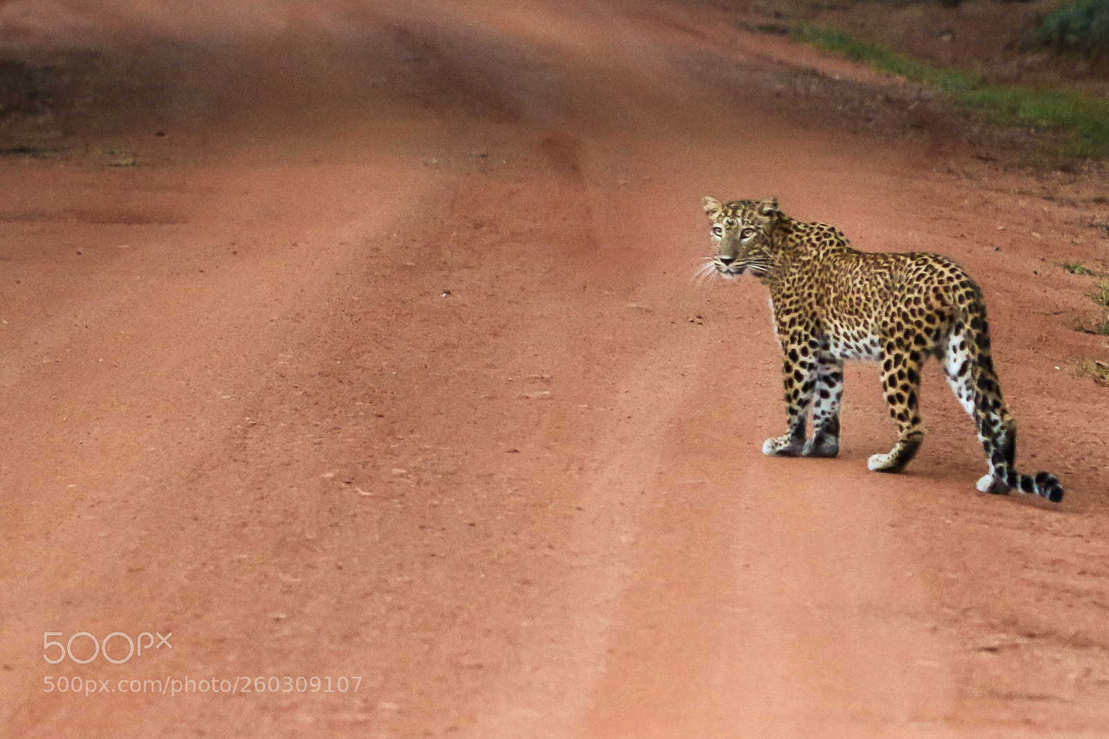 Canon EOS 70D sample photo. Panthera pardus kotiya sri photography