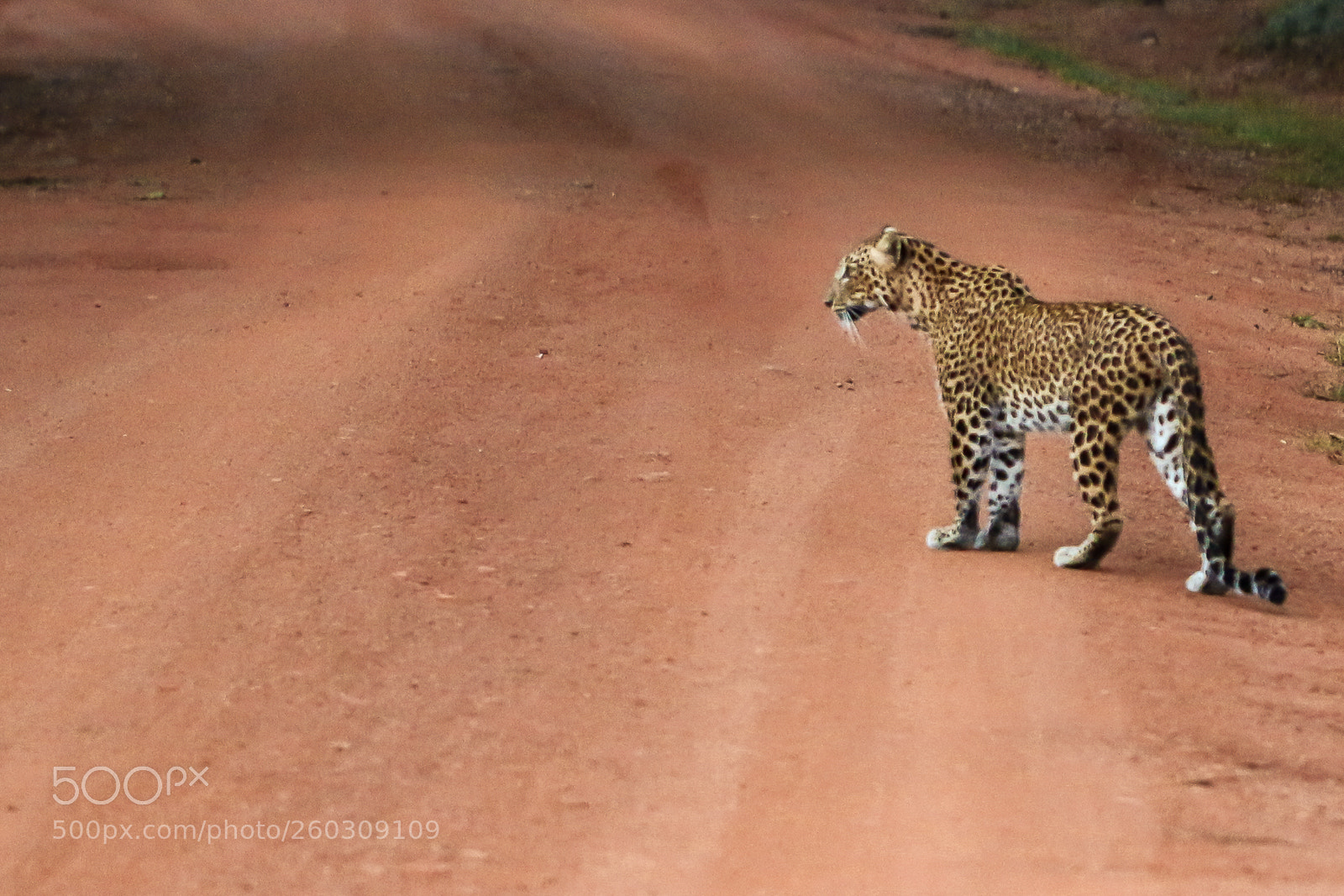 Canon EOS 70D sample photo. Panthera pardus kotiya sri photography