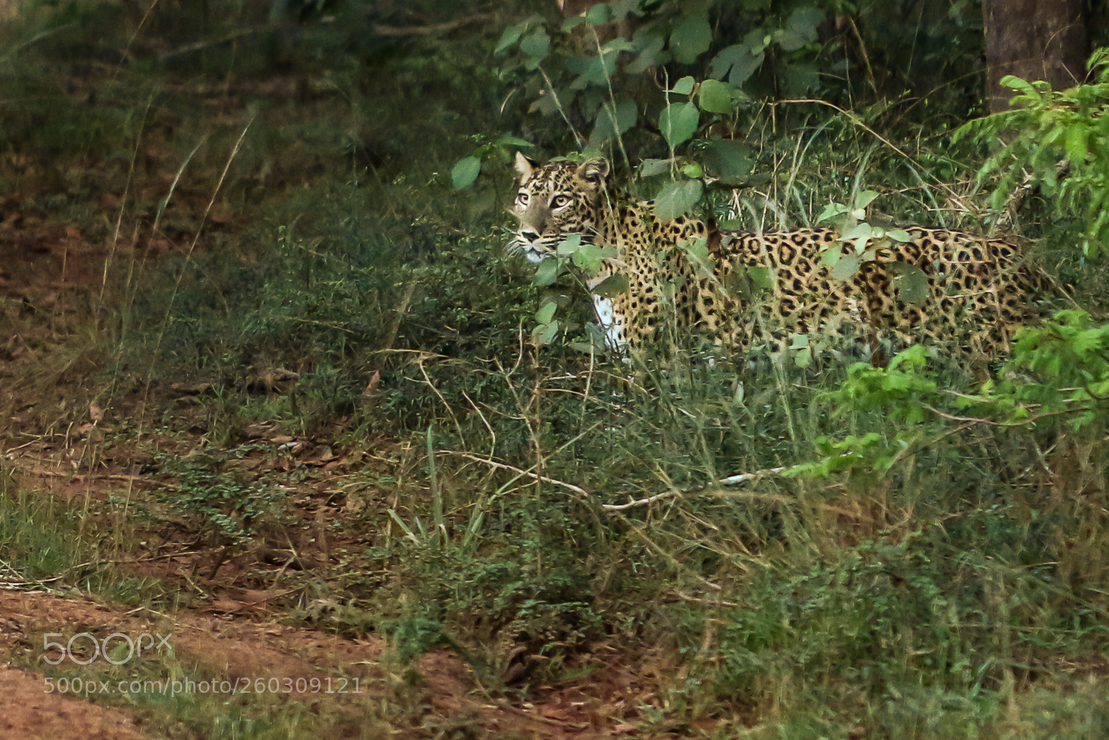 Canon EOS 70D sample photo. Panthera pardus kotiya photography