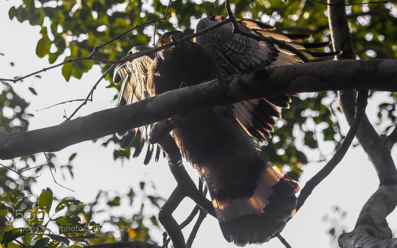 Canon EOS 70D sample photo. Serpent eagle breaking twigs photography