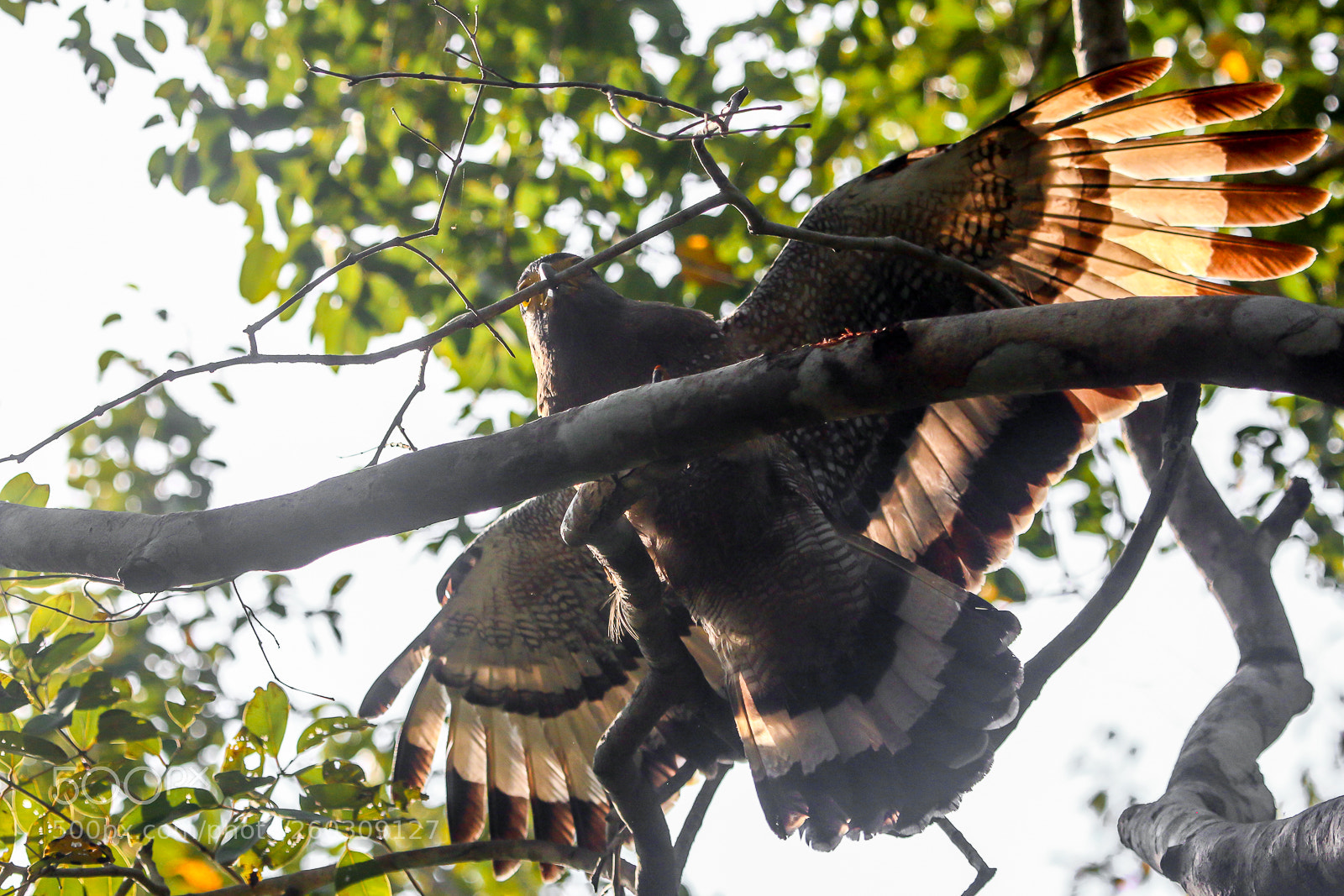 Canon EOS 70D sample photo. Serpent eagle breaking twigs photography
