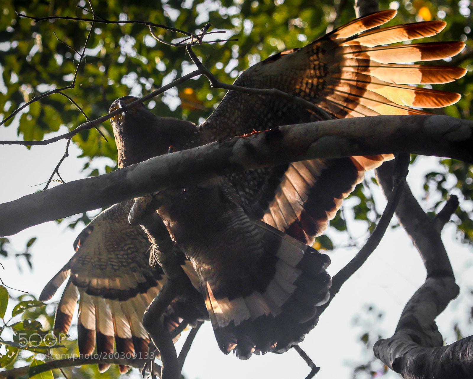 Canon EOS 70D sample photo. Serpent eagle breaking twigs photography