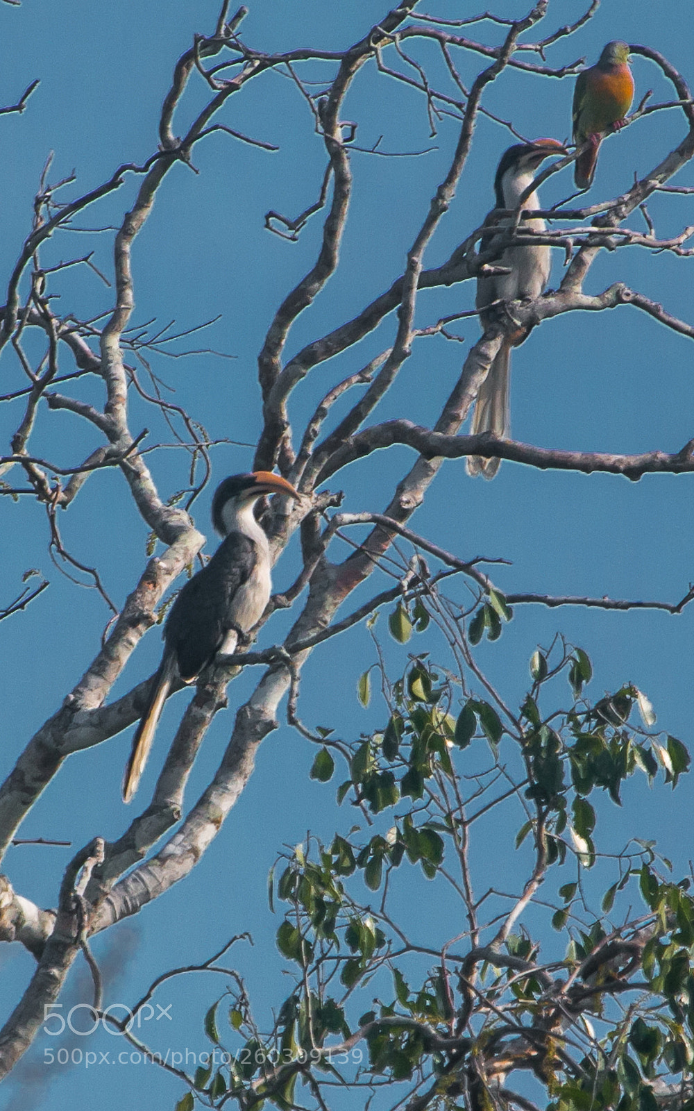 Canon EOS 70D sample photo. Ceylon grey hornbill photography