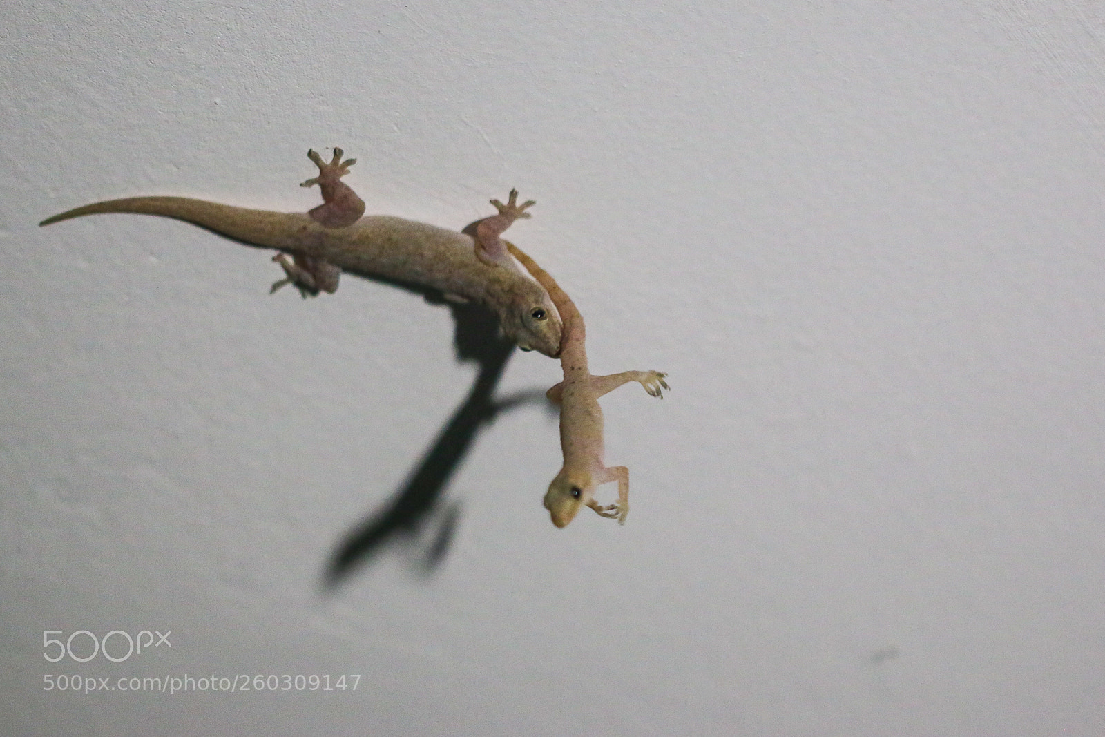 Canon EOS 70D sample photo. Gecko photography