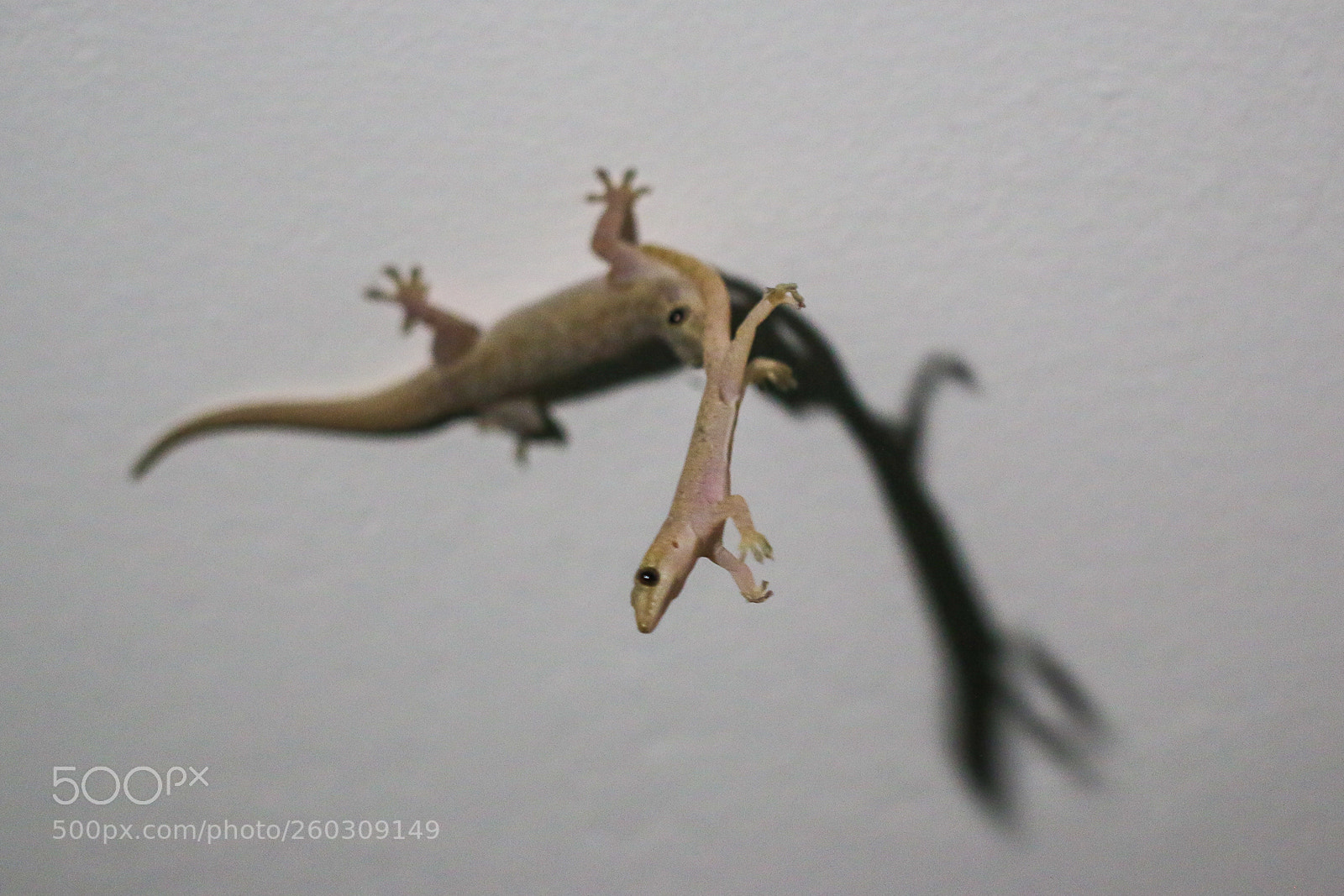 Canon EOS 70D sample photo. Gecko-2 photography