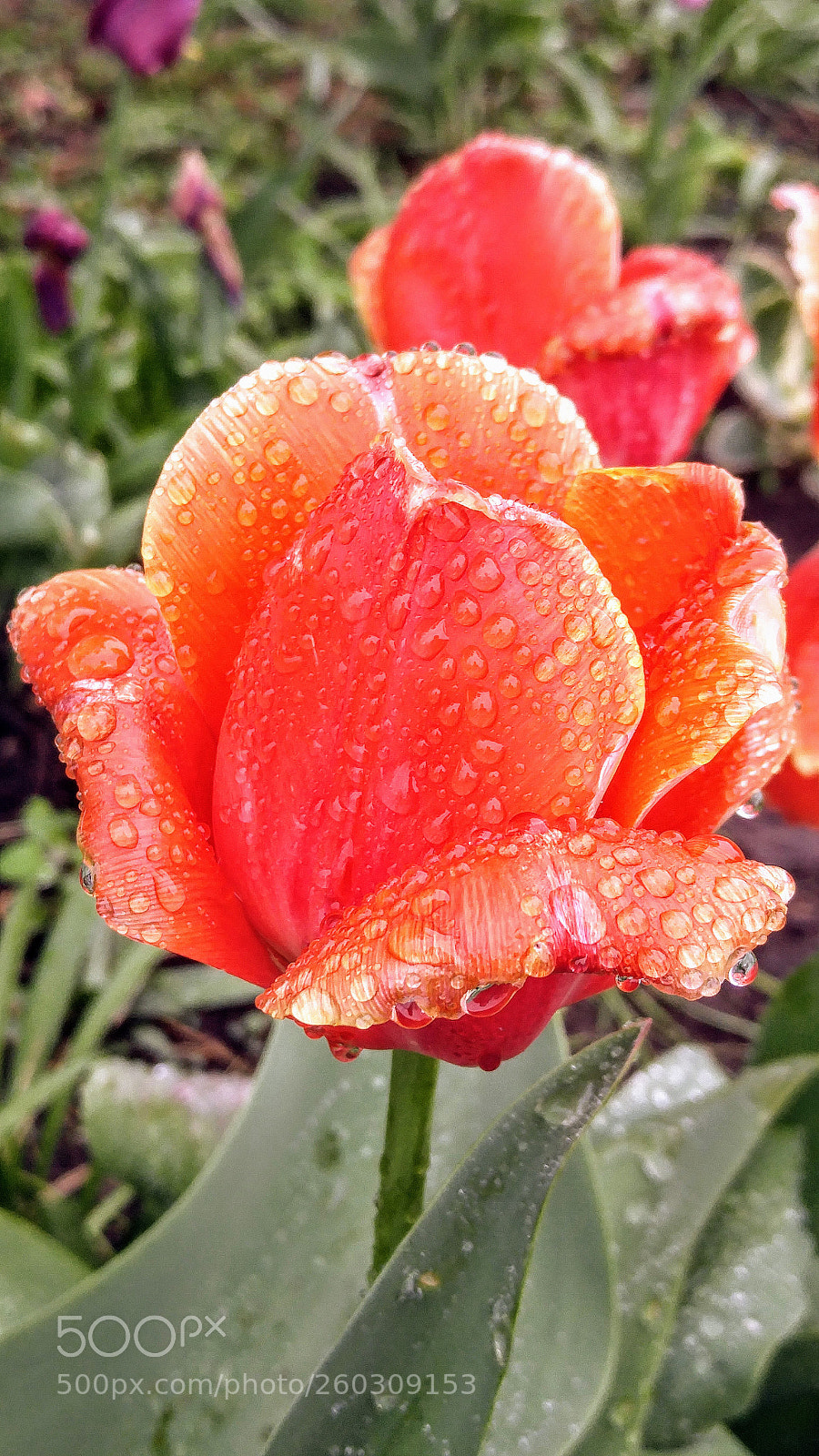 LG G4 sample photo. 20170522_102603.jpg photography