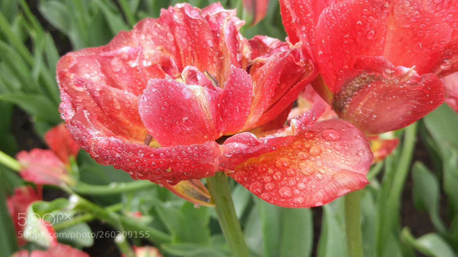LG G4 sample photo. 20170522_102310.jpg photography