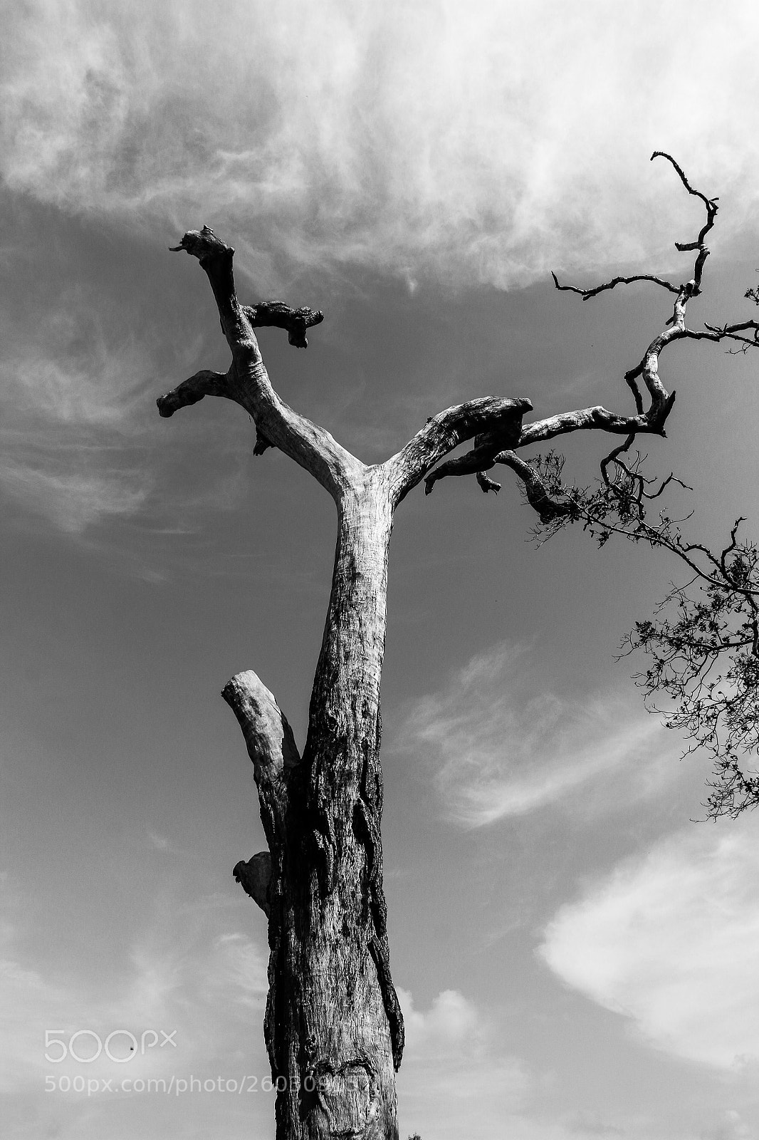 Canon EOS 70D sample photo. Dead tree near maradanmadu photography